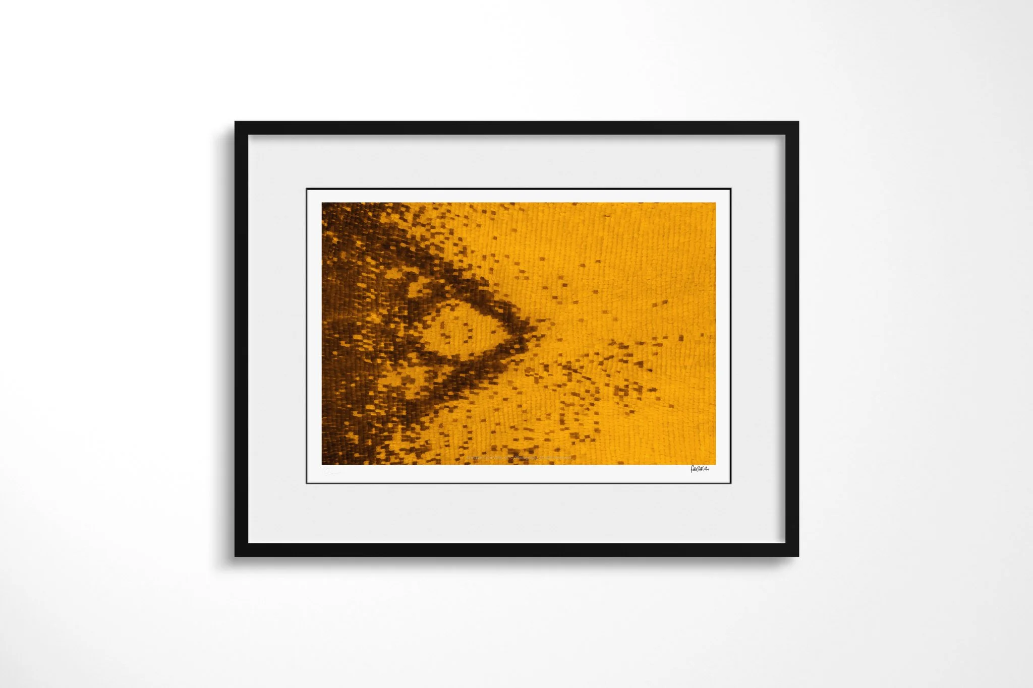 Black-framed presentation of Cymothoe beckeri (Male) - Cymothoe Tribe V with a white mount, showing an amber-yellow scale field with a partial dark brown loop and scattered pigment blocks.