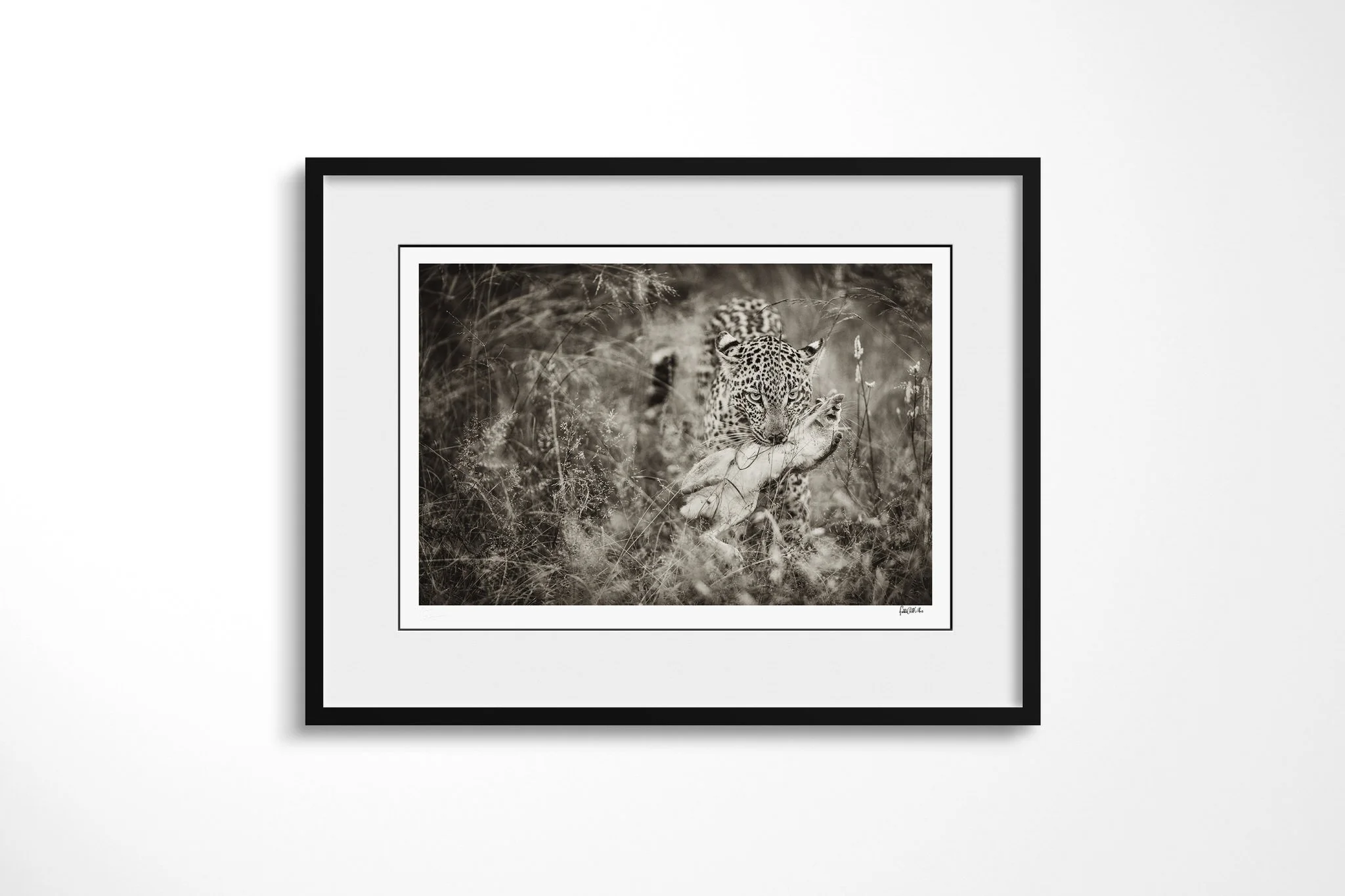 Framed presentation of Capture with a white mount and black frame, showing leopard standing in tall grass with scrub hare remains held in its jaws.