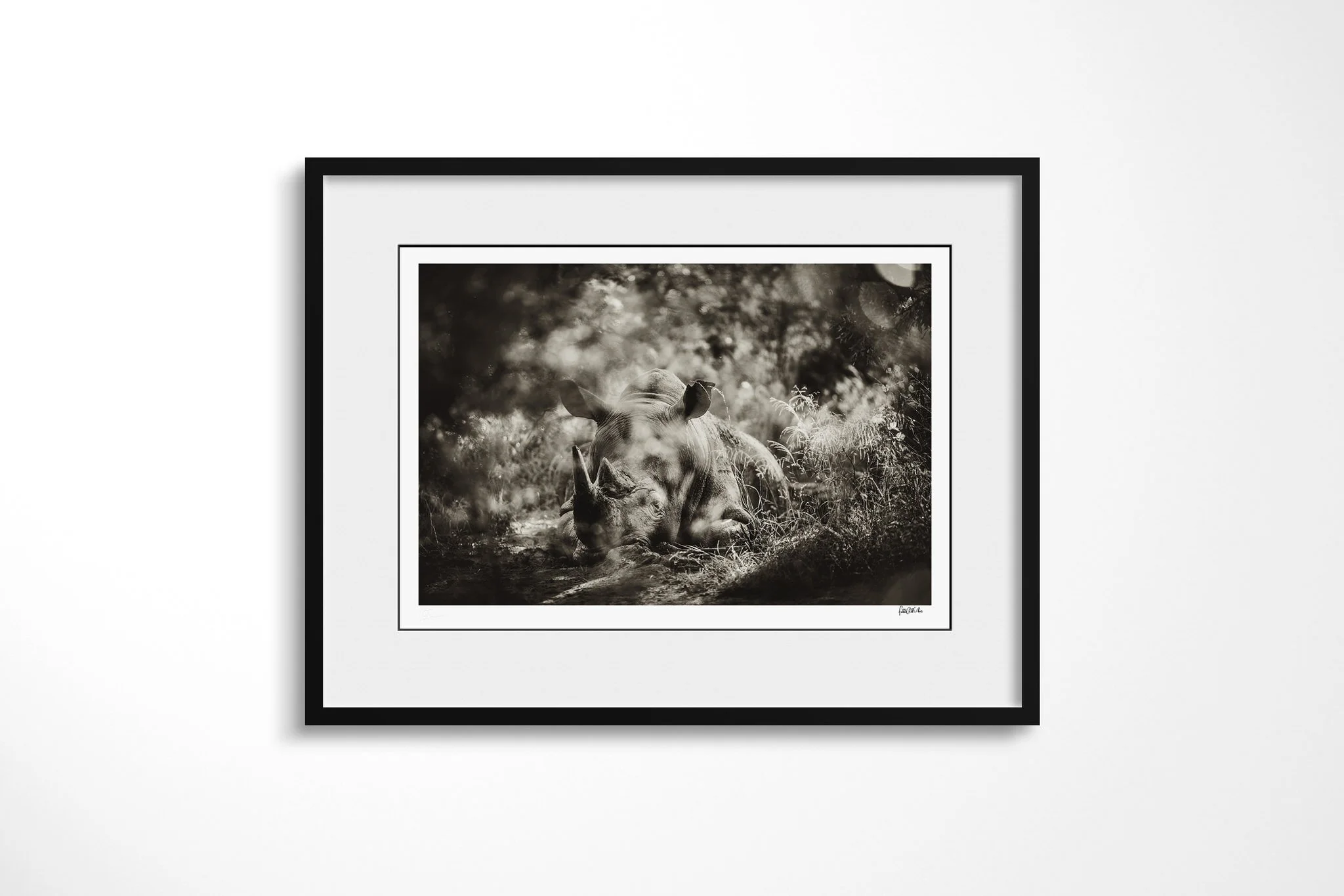 Framed presentation of Dazed with a white mount and black frame, showing rhinoceros lying on the ground in dappled woodland, with its head and horns in side view.