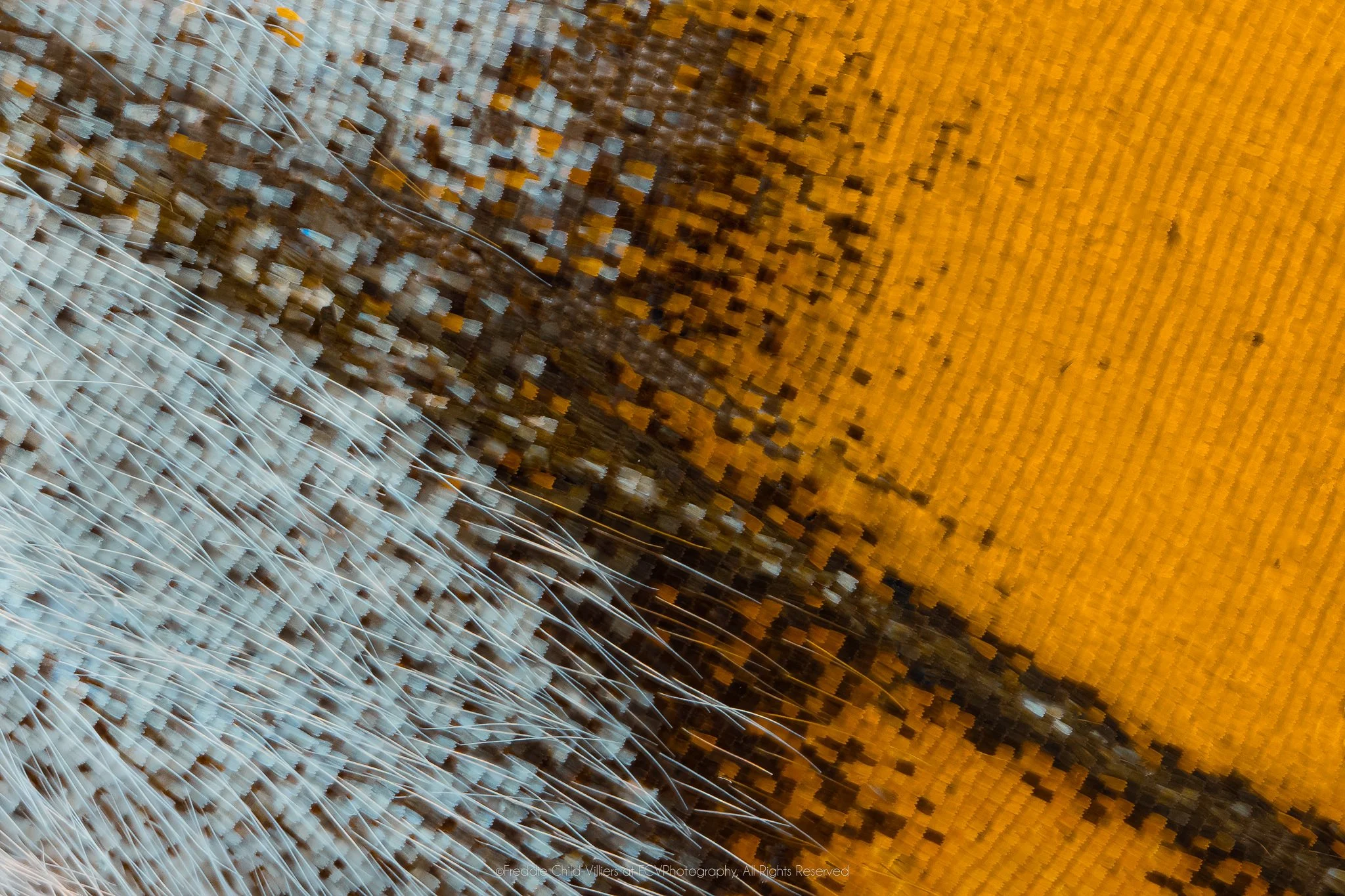 Extreme macro detail of icy blue-white and amber-orange wing scales divided by a dark diagonal seam with fine hairs.
