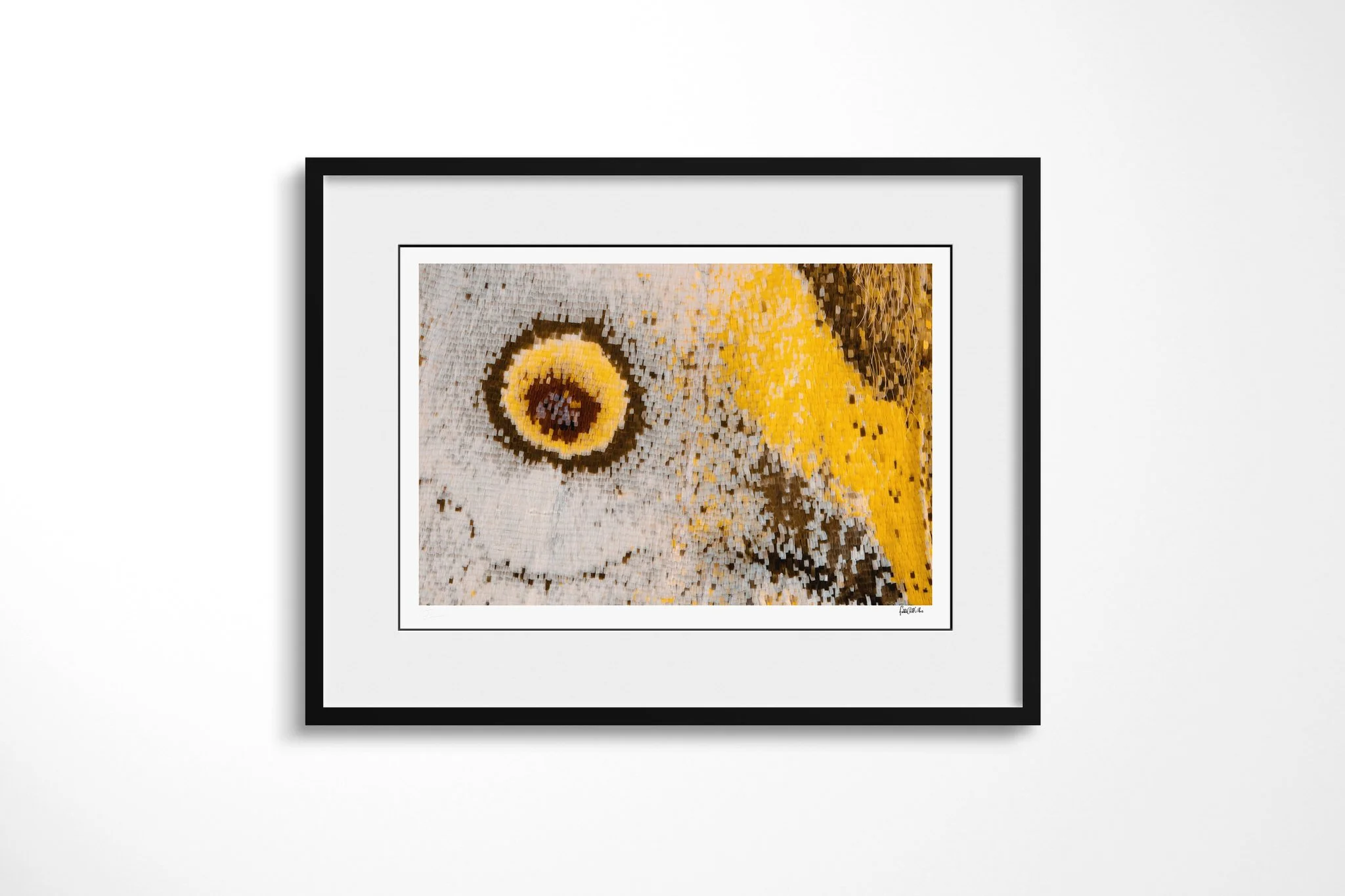 Black-framed presentation of Salamis anacardii duprei - Junoniini Tribe with a white mount, showing a small yellow-ringed eyespot beside an ochre diagonal band on pale silver-blue scales.