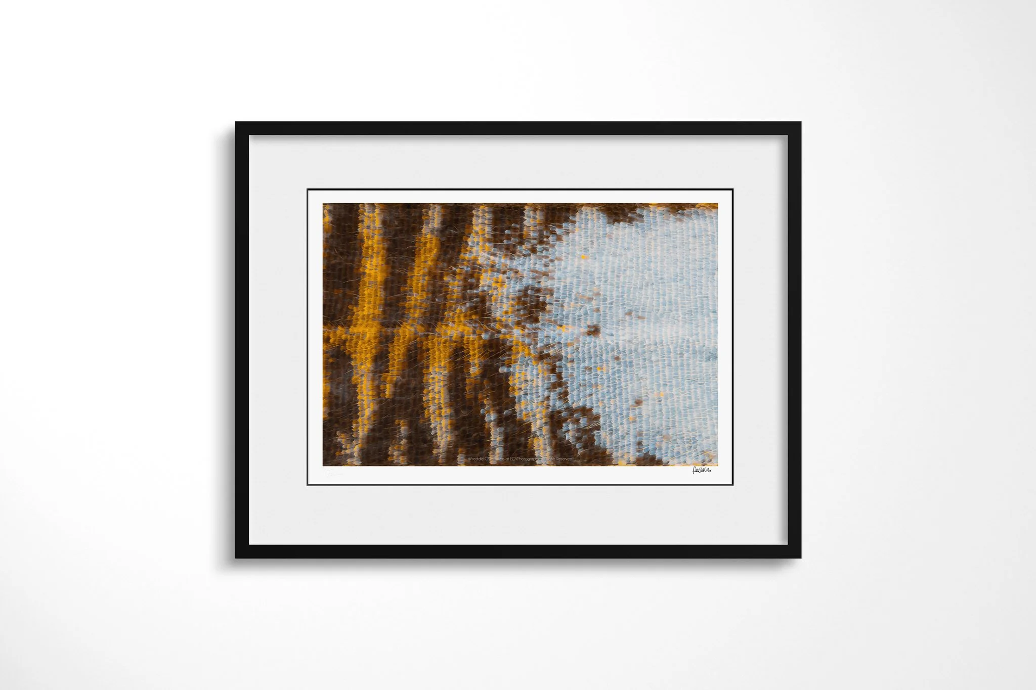 Black-framed presentation of Elymniopsis bammakoo - Elymniopsis Tribe with a white mount, showing vertical brown and amber bands meeting a pale blue-grey field of closely ordered wing scales.