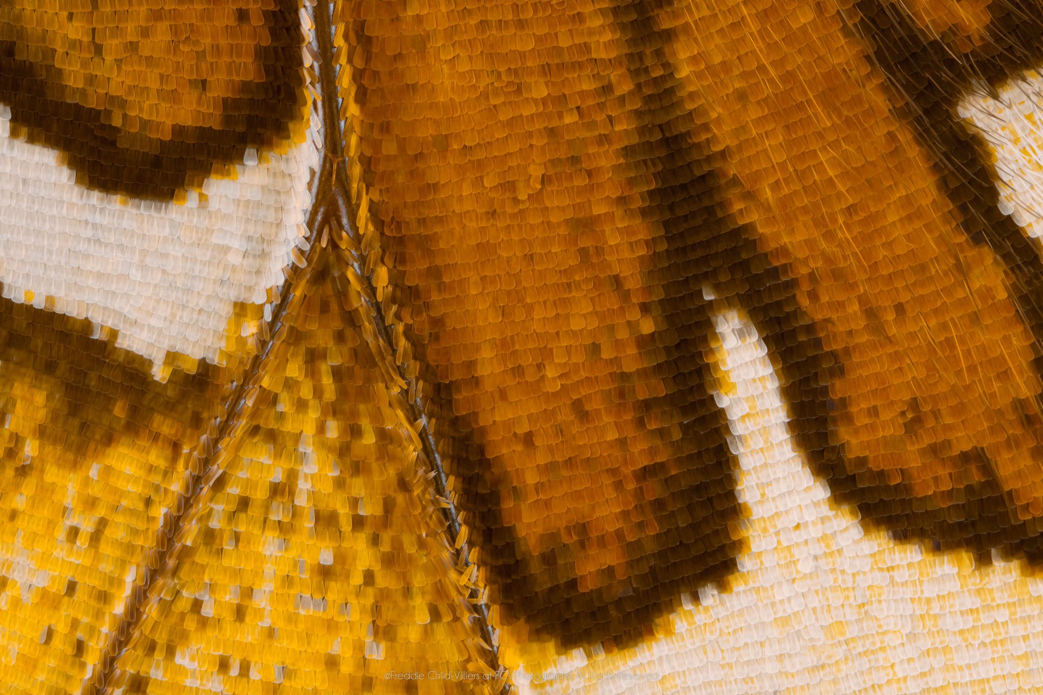 Cymothoe beckeri (Male) - Cymothoini Tribe VI