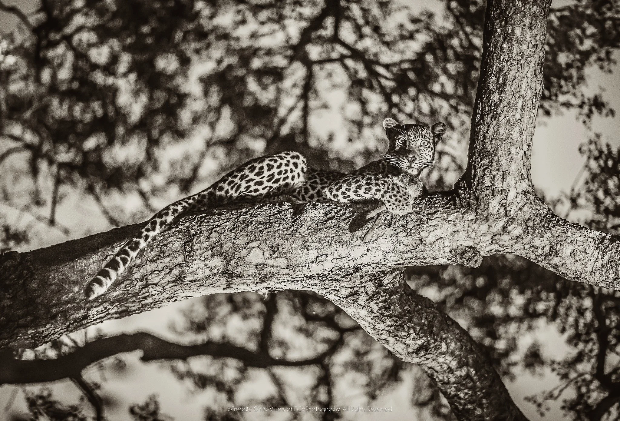 Leopard stretched along a broad tree branch with forelegs forward and head raised.