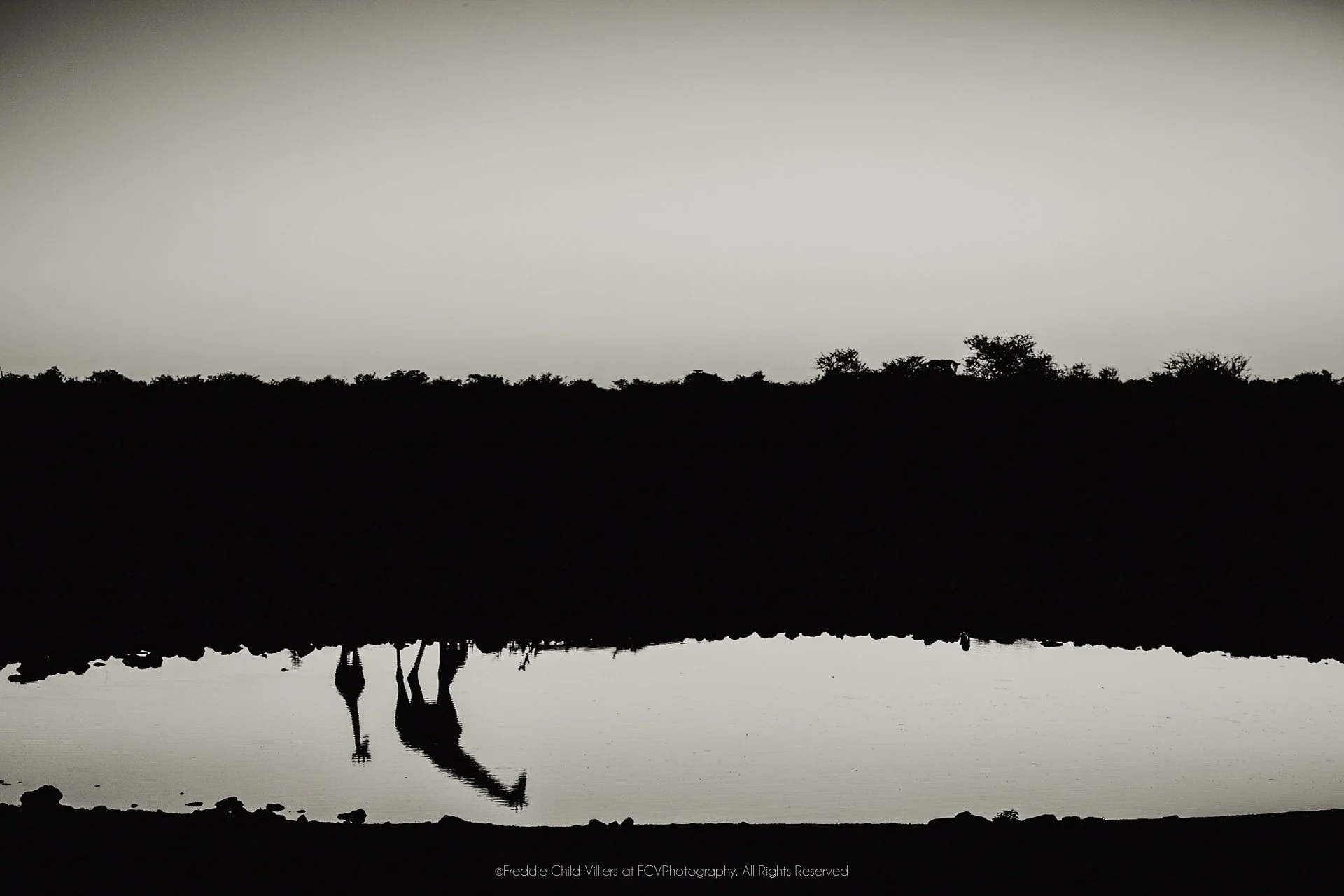 Giraffe standing at dark water, its long legs and neck repeated in an elongated reflection.