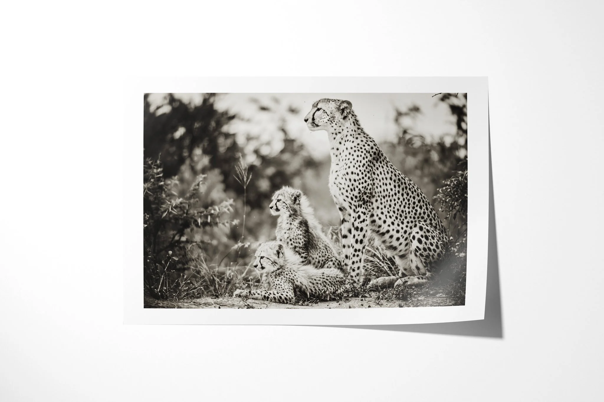 Fine art paper print of Matriarch, showing adult cheetah seated upright with two cubs close beside it in low vegetation.
