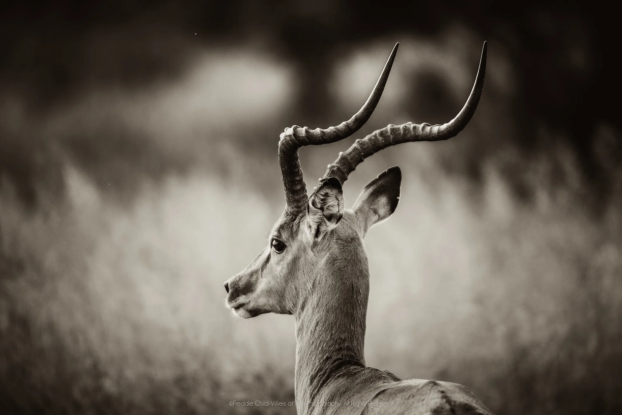 Male impala in left profile, standing alert in grass with long lyre-shaped horns.