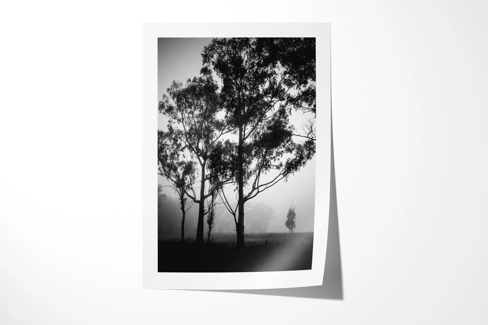 Daze presented as an unframed fine art paper print, depicting tall dark trees in dense fog, with a smaller solitary tree fading into the pale distance.