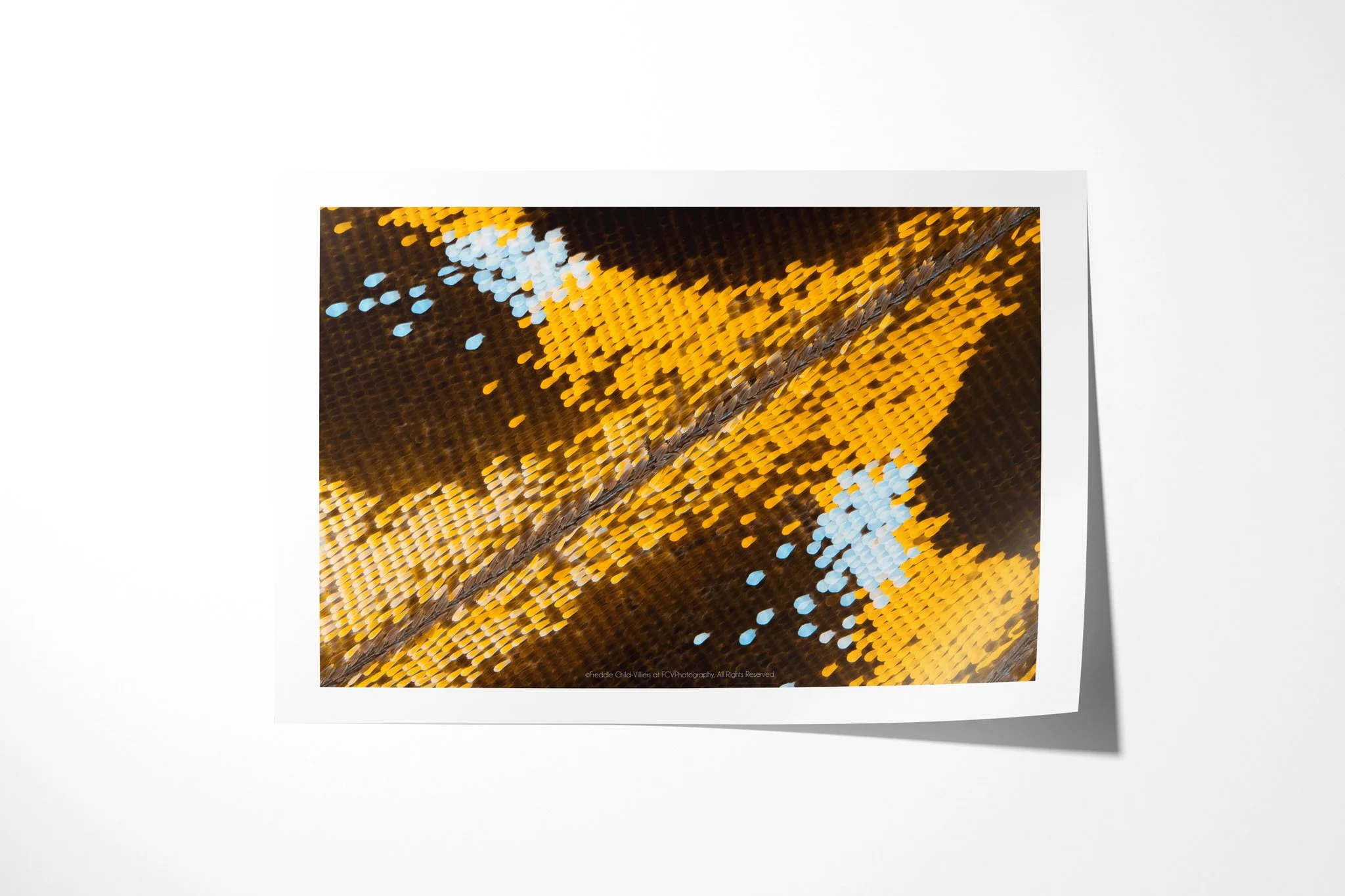 Fine art paper print of Papilio lormier - Papilionini Tribe, showing golden-yellow and pale blue-white scale clusters divided by a dark diagonal vein on brown.