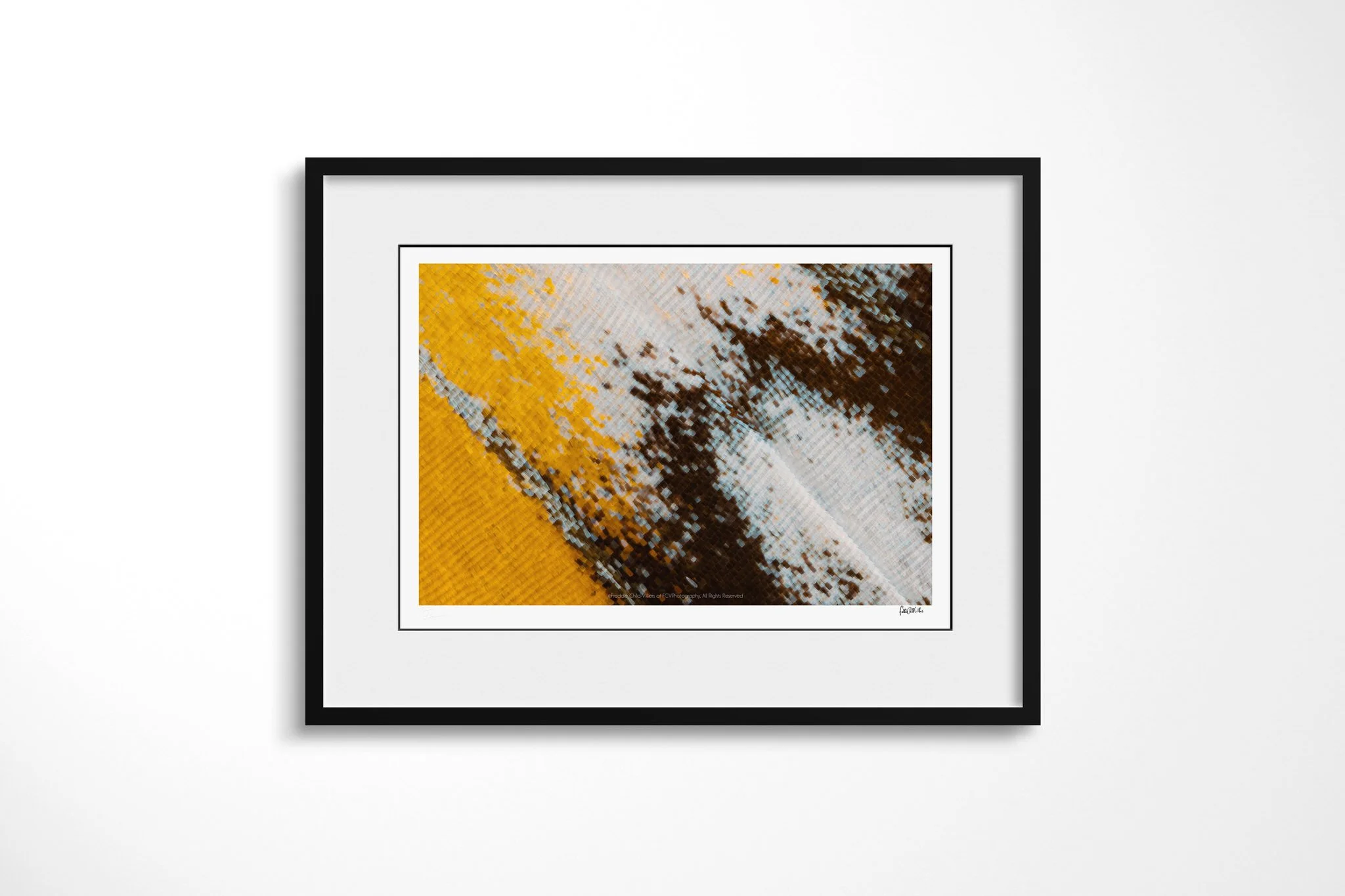 Black-framed presentation of Cymothoe beckeri - Cymothoe Tribe III with a white mount, showing yellow, blue-white and dark brown wing scales meeting along a pale diagonal vein.