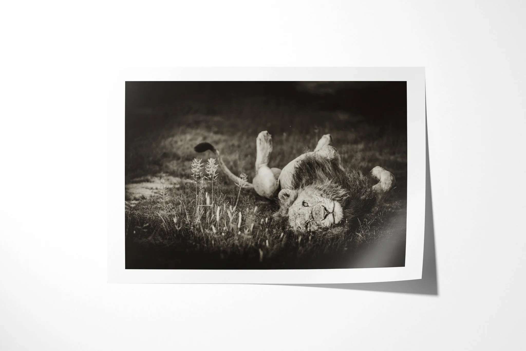 Fine art paper print of Playful, showing maned lion lying on its back in grass with its forepaws raised and body partly twisted.