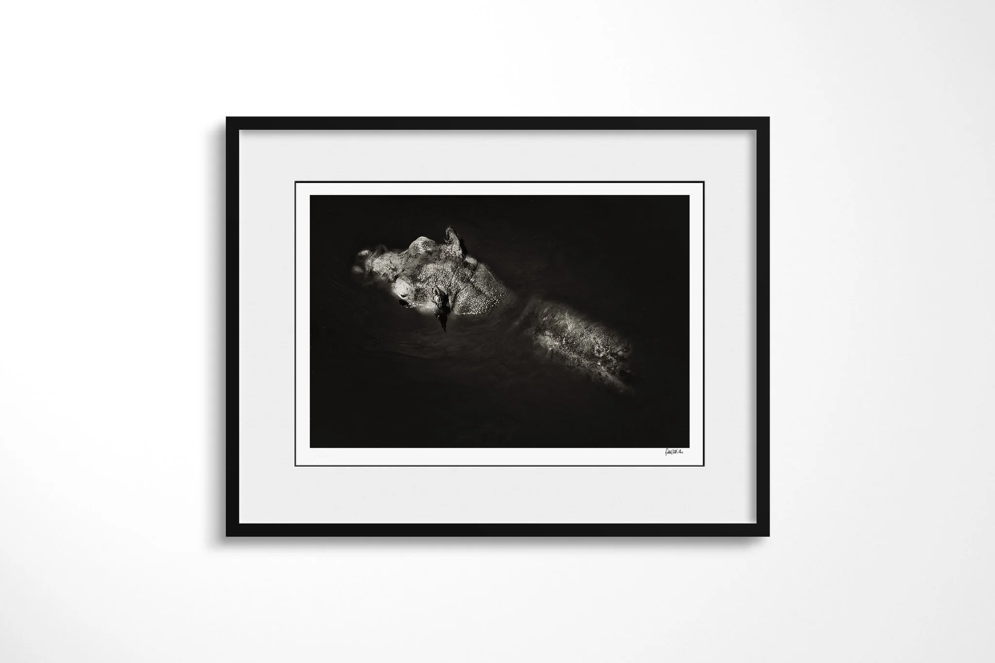 Framed presentation of Wallow with a white mount and black frame, showing common hippopotamus partly submerged in dark water, with head, ears and upper back above the surface.