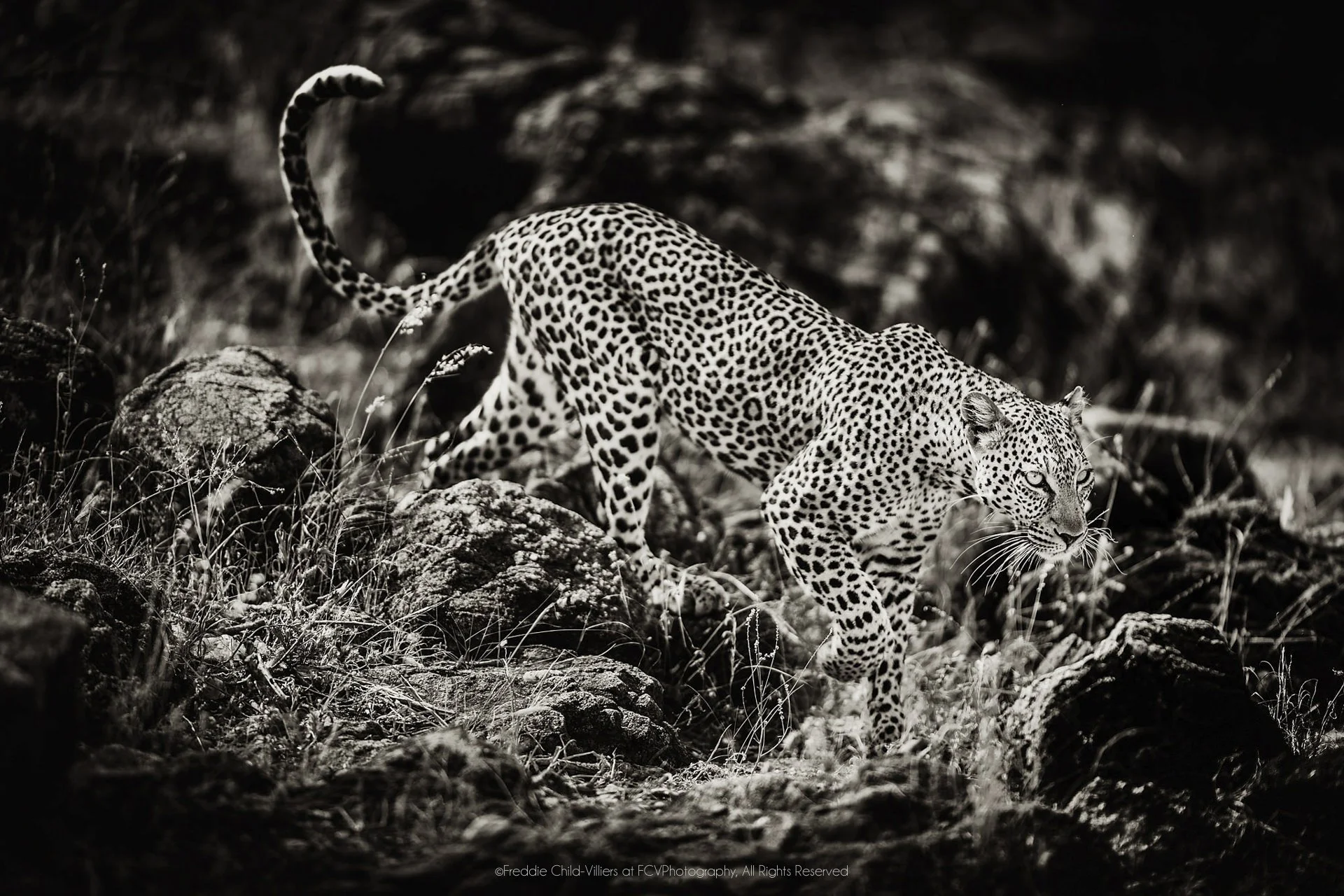 Leopard moving down a rocky slope with one forepaw extended and its long tail raised in a curve.