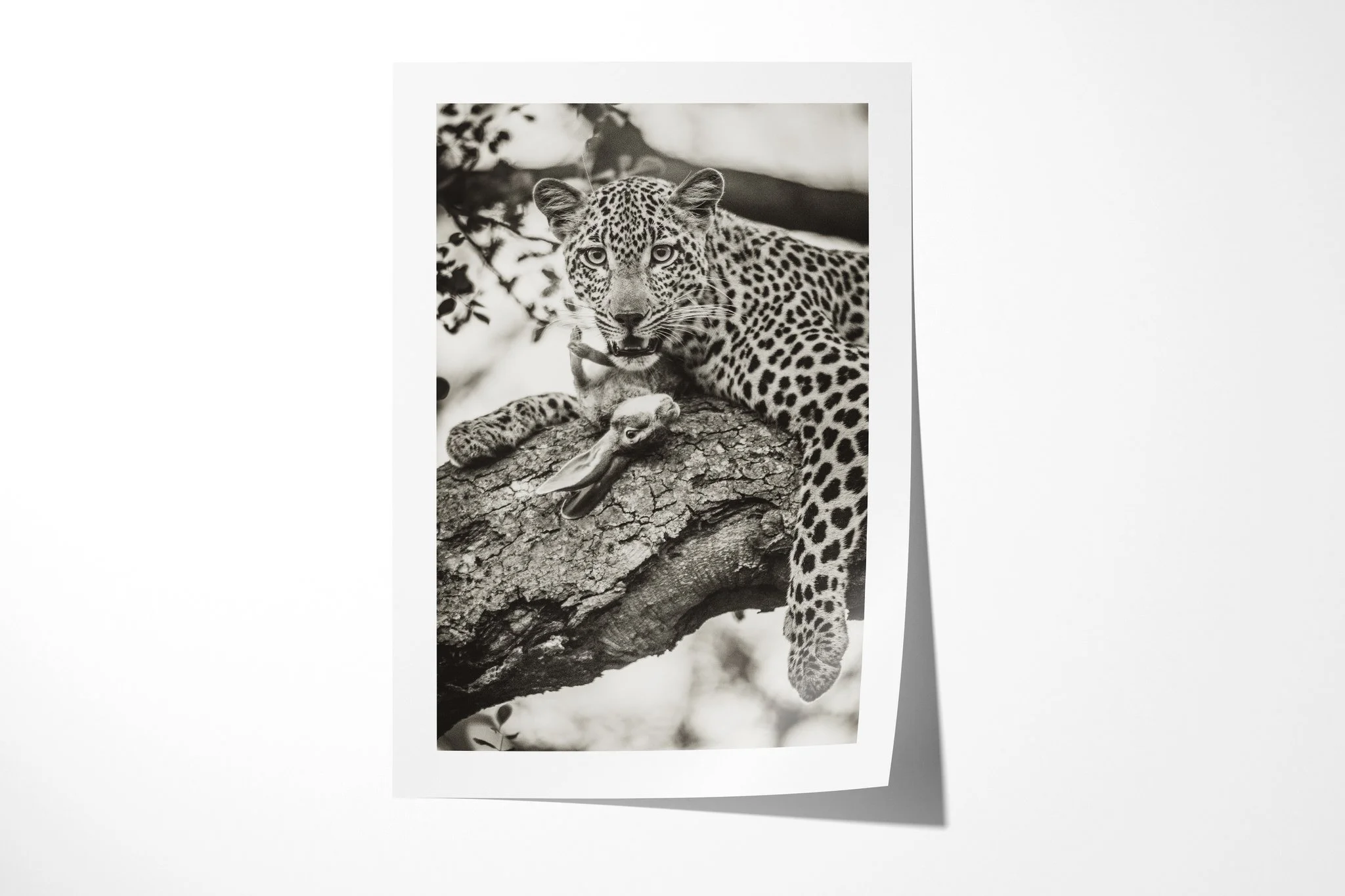 Fine art paper print of Protective, showing leopard stretched along a tree branch beside visible prey remains, looking towards the camera.