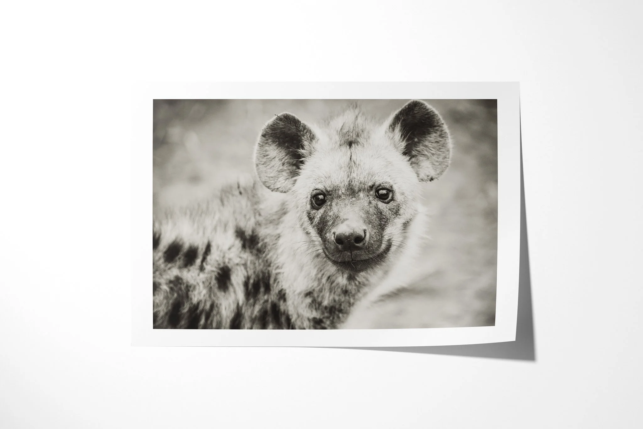 Fine art paper print of Hyena I, showing spotted hyena facing forward in a close portrait, with rounded ears and a broad muzzle.