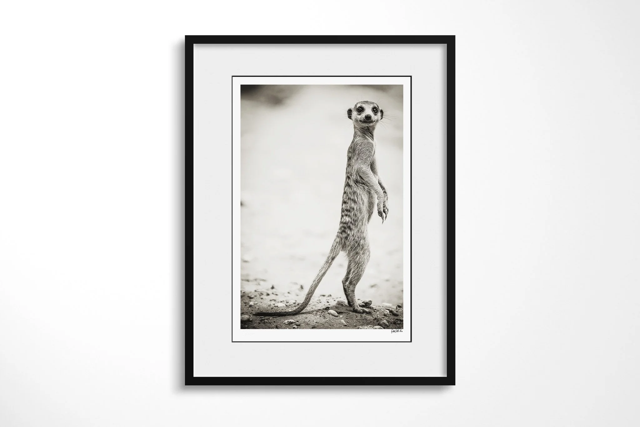 Framed presentation of The Sentry with a white mount and black frame, showing meerkat standing upright on its hind legs, forepaws held close against softly blurred scrub.