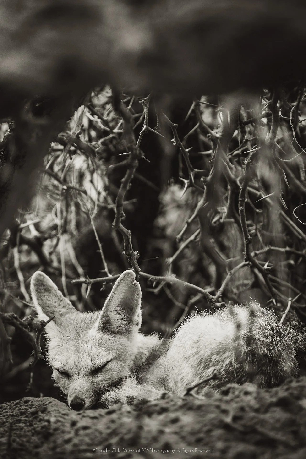 Cape fox lying low among leaf litter and sparse vegetation, its large ears upright.