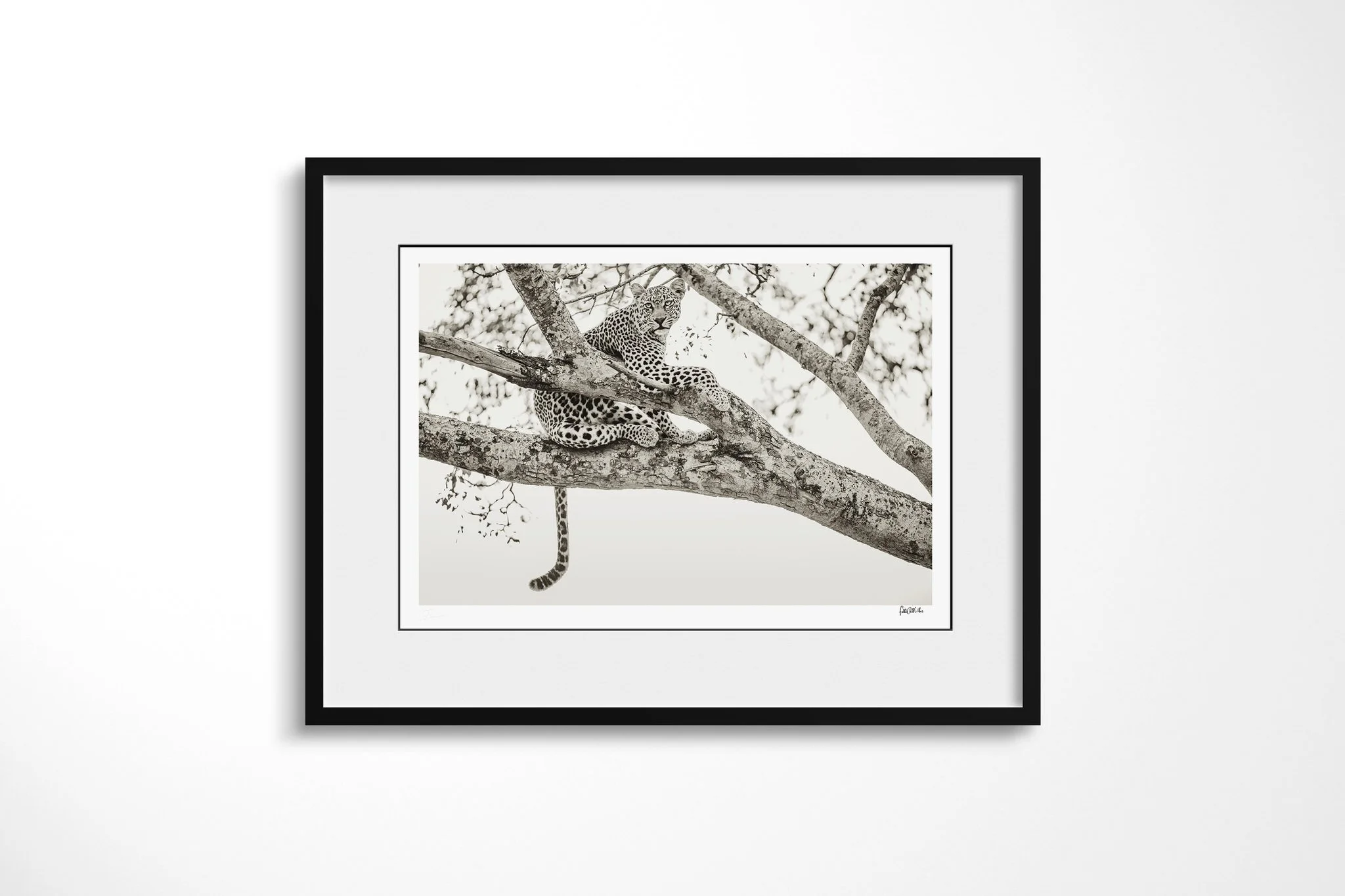 Framed presentation of Blasé with a white mount and black frame, showing leopard draped across a thick tree branch with its head resting forward and tail hanging below.