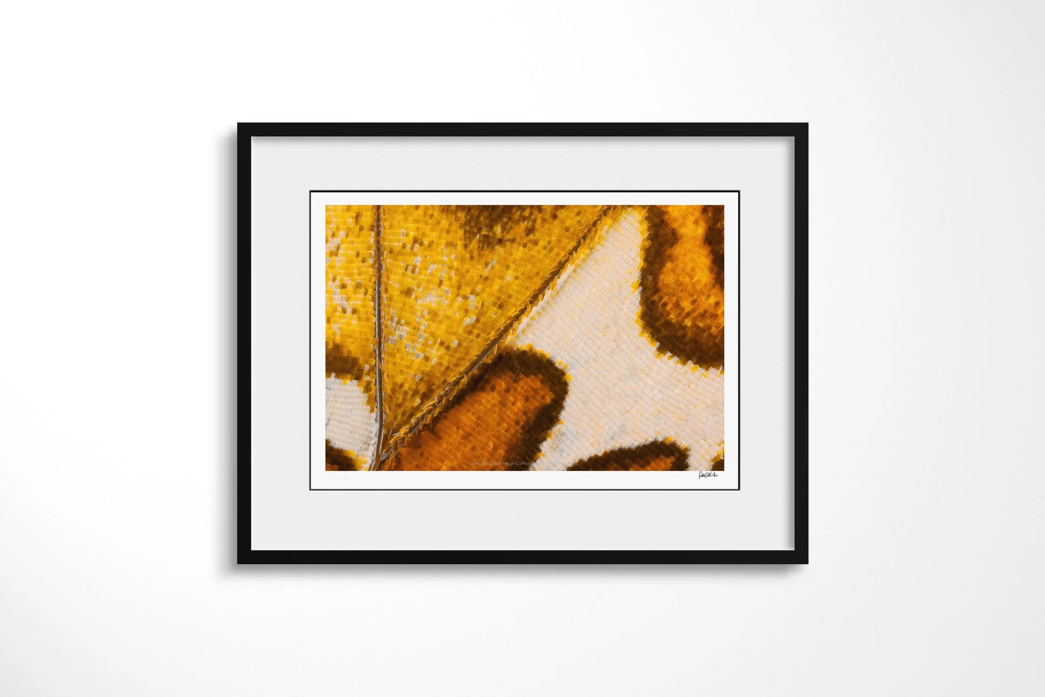 Black-framed presentation of Cymothoe beckeri (Male) - Cymothoe Tribe VII with a white mount, showing yellow-ochre and cream wing scales divided by a diagonal vein with rounded brown markings.