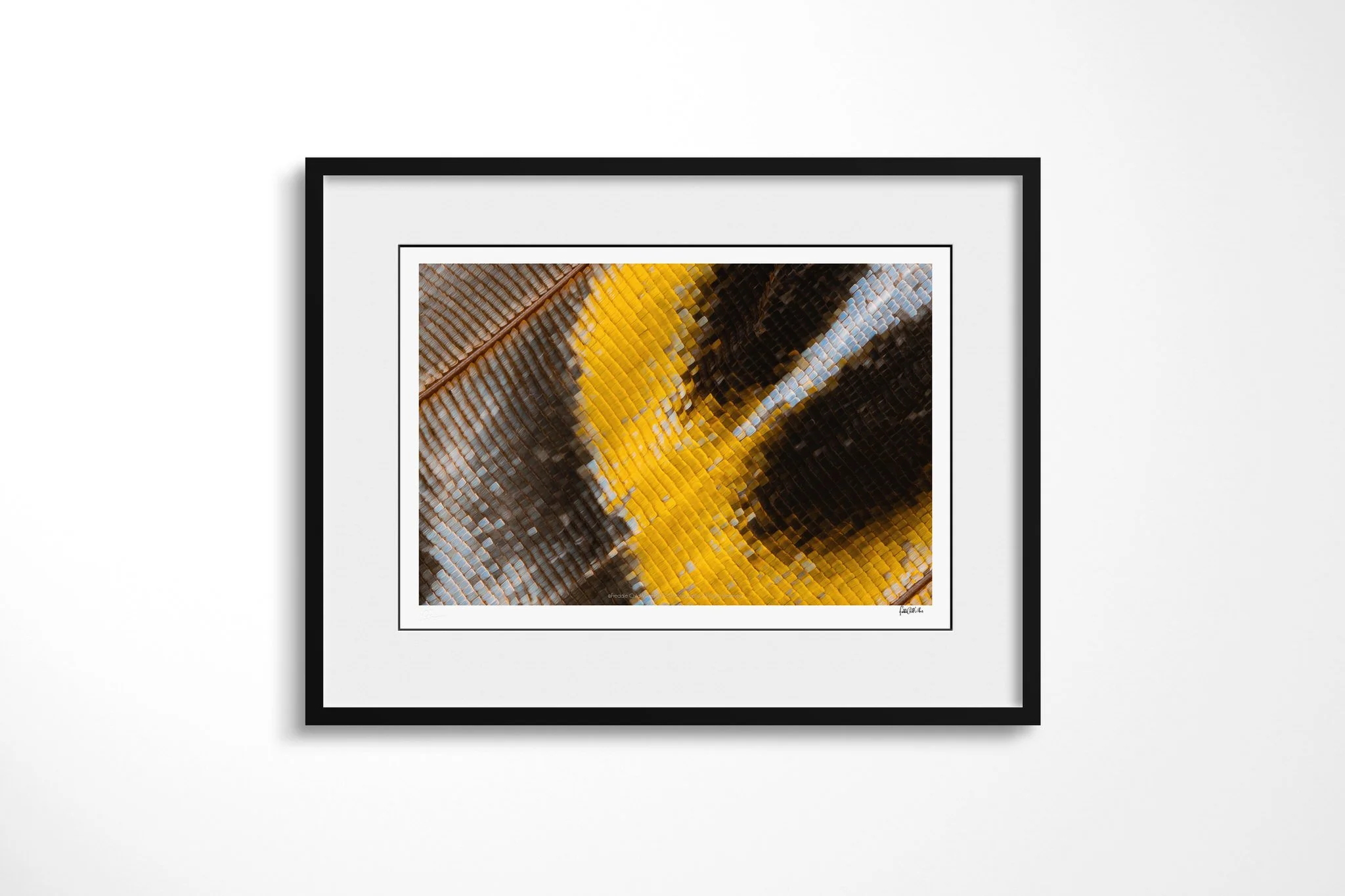 Black-framed presentation of Charaxes bipunctatus - Nymphalini Tribe III with a white mount, showing orange-gold, black and blue-grey wing scales arranged around a sweeping yellow curve.
