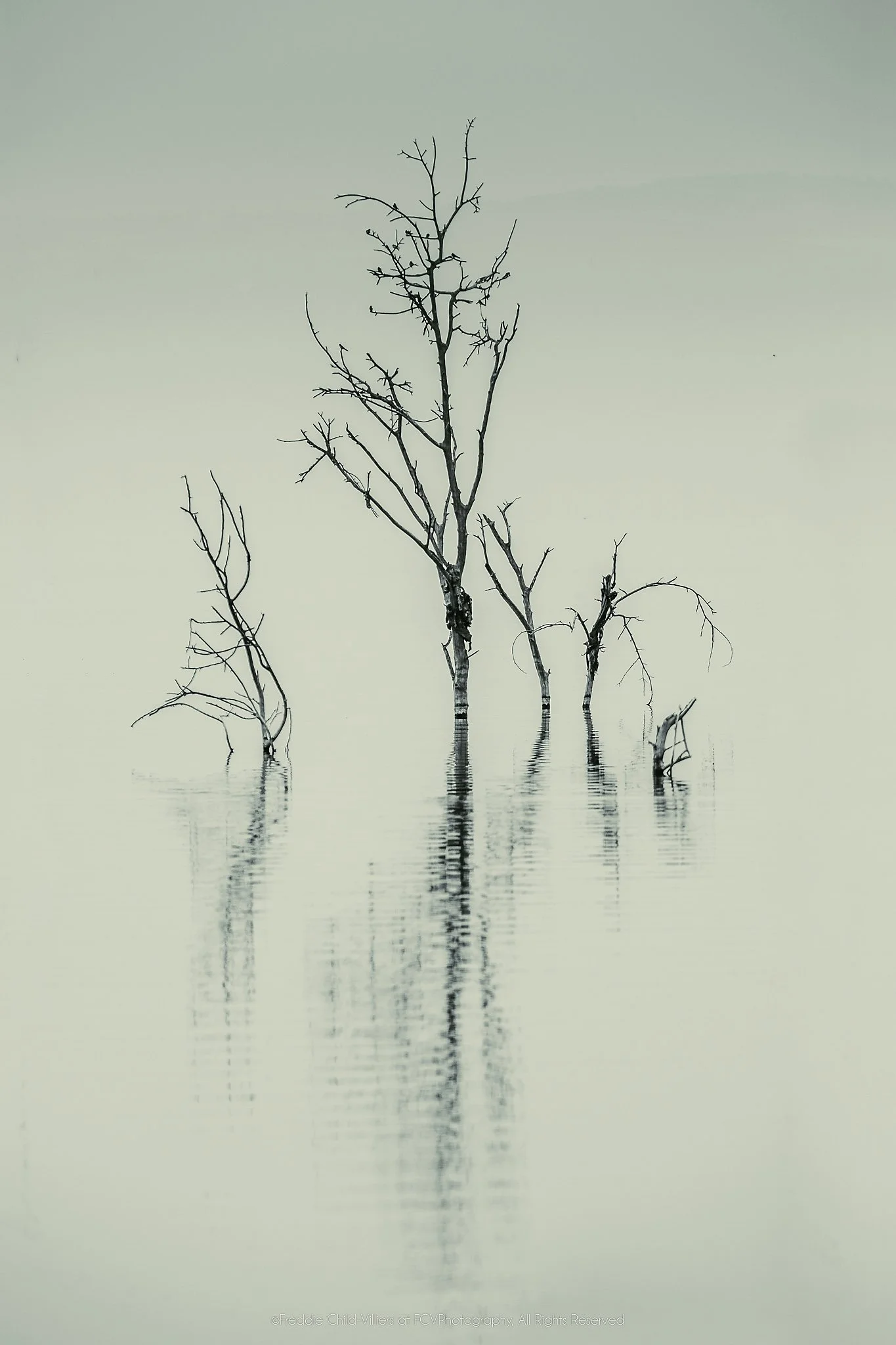 Leafless trees standing in pale still water, their soft reflections fading into grey-green haze.