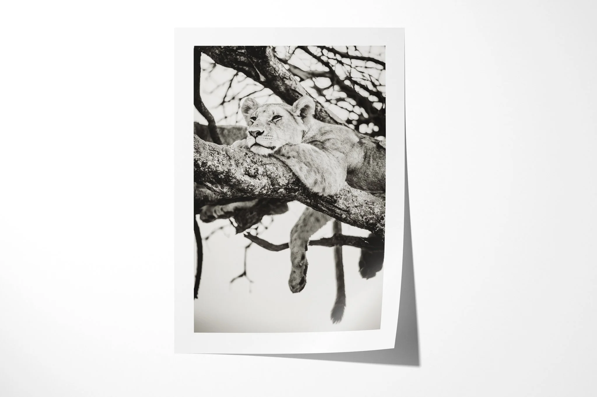 Fine art paper print of Hanging I, showing lion reclining across a tree branch with a foreleg and hind leg hanging below in a vertical frame.