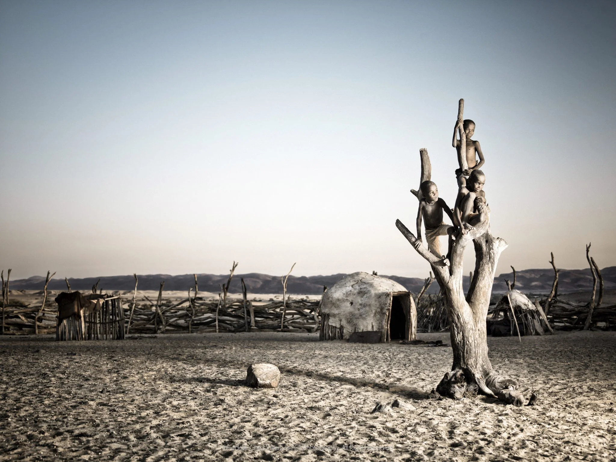 The Tree, three Himba boys climbing and sitting in the bare branches of a tree inside a homestead.