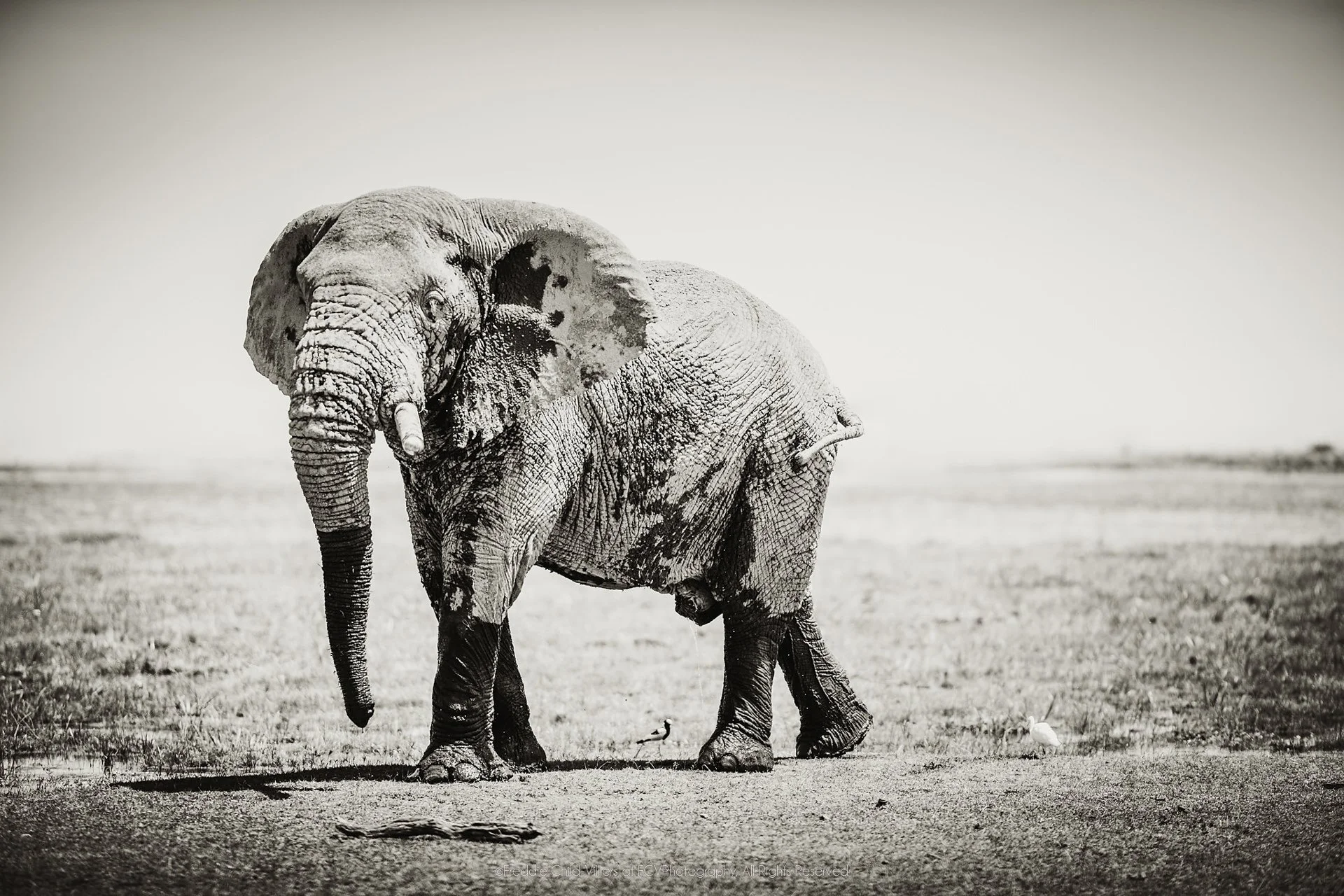 Mud-marked African savanna elephant walking across a dry open plain with its trunk lowered.