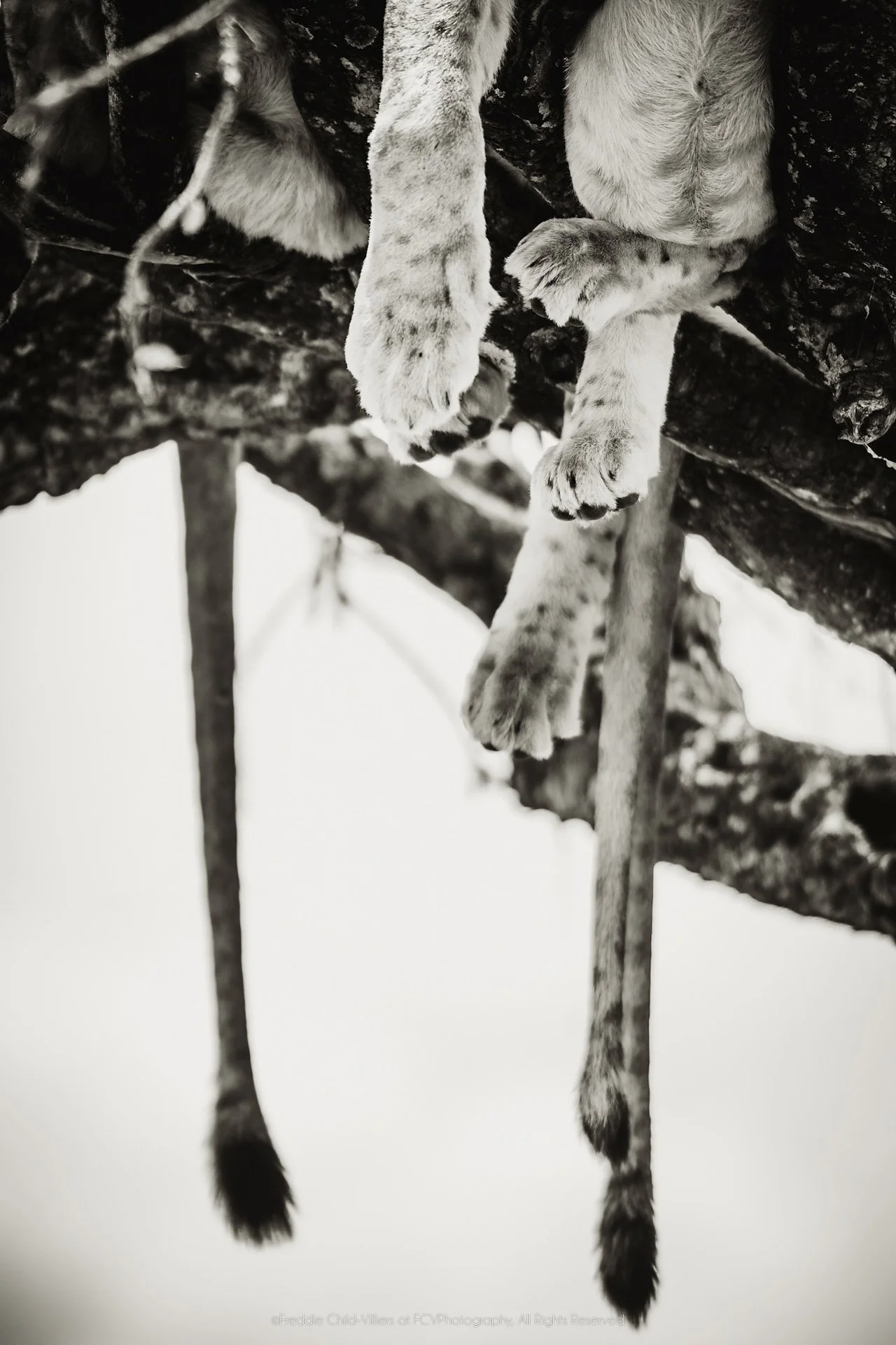Cropped view of lion paws and two tails hanging beneath a broad tree branch.