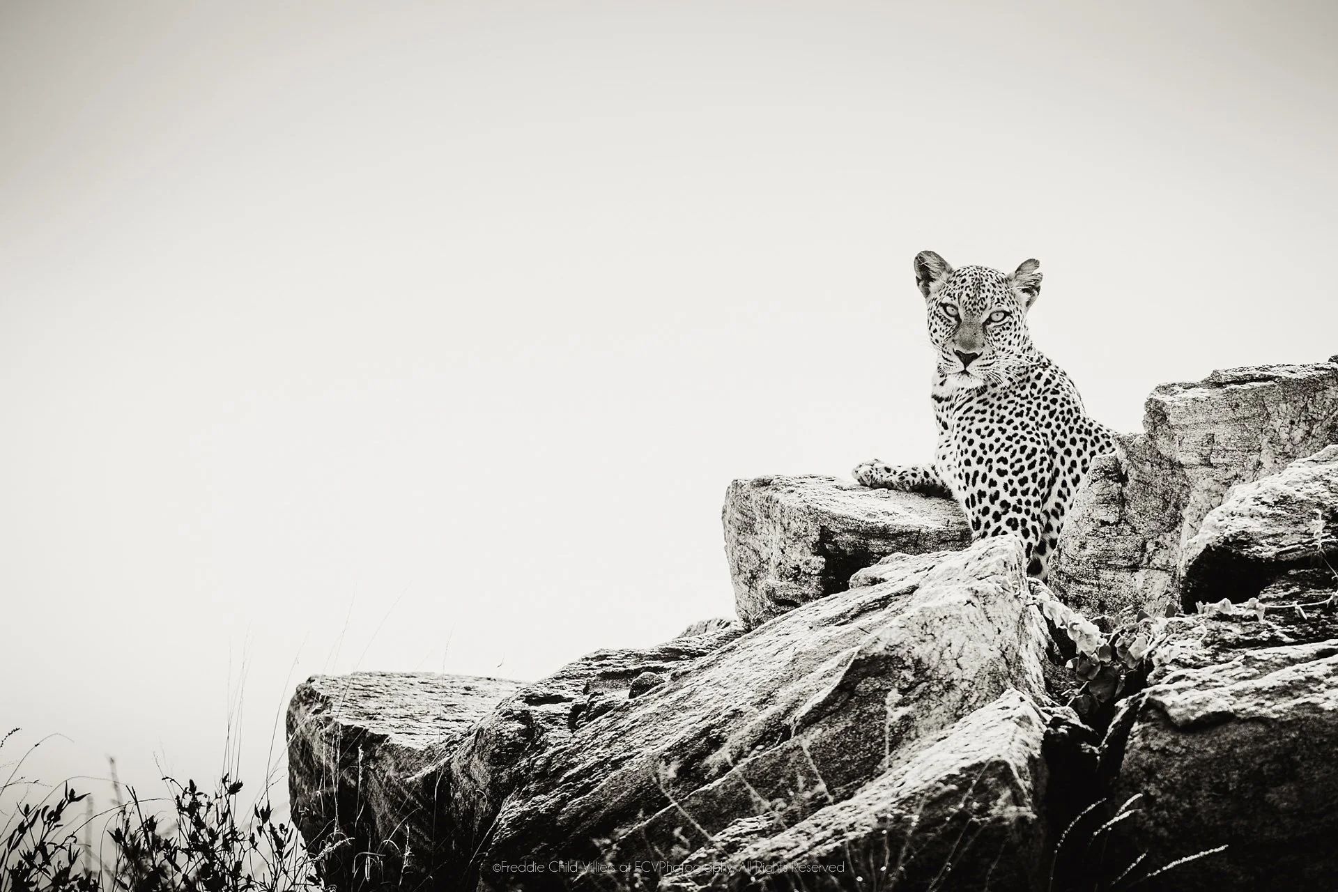 Leopard poised on a rock outcrop, looking outward against a bright uncluttered background.