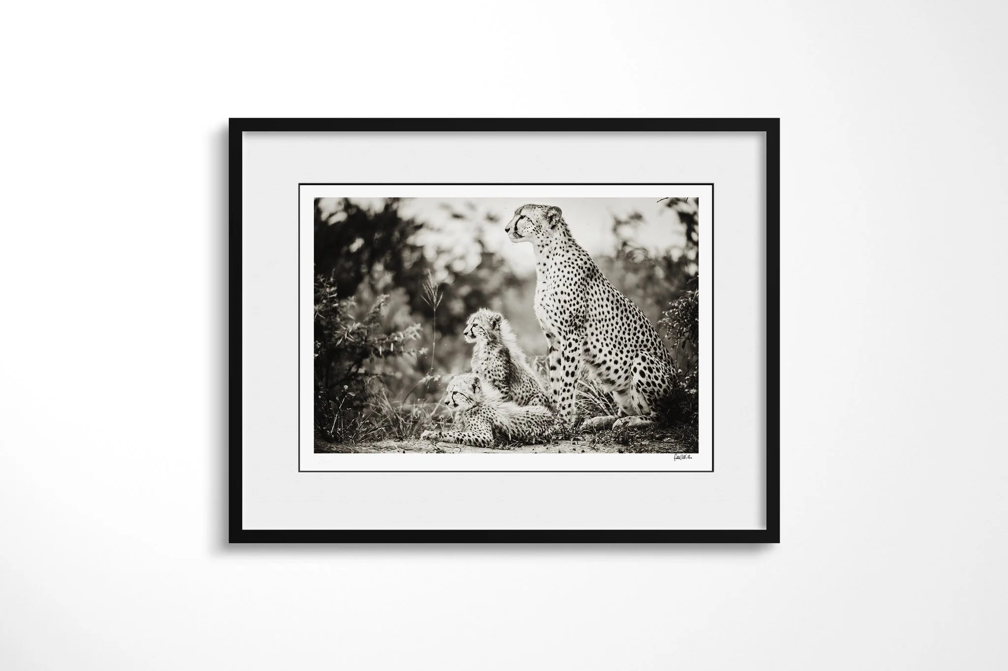 Framed presentation of Matriarch with a white mount and black frame, showing adult cheetah seated upright with two cubs close beside it in low vegetation.