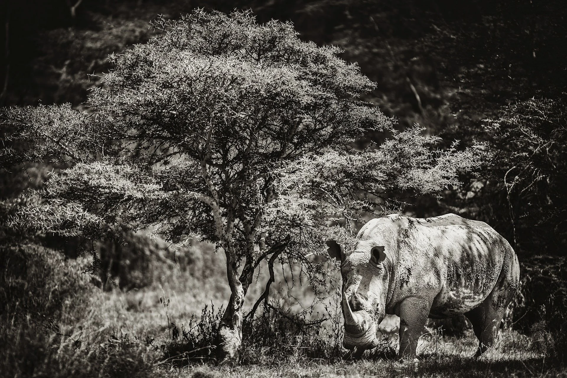 White rhinoceros standing beneath a broad tree, with square muzzle, heavy shoulder and two horns visible.