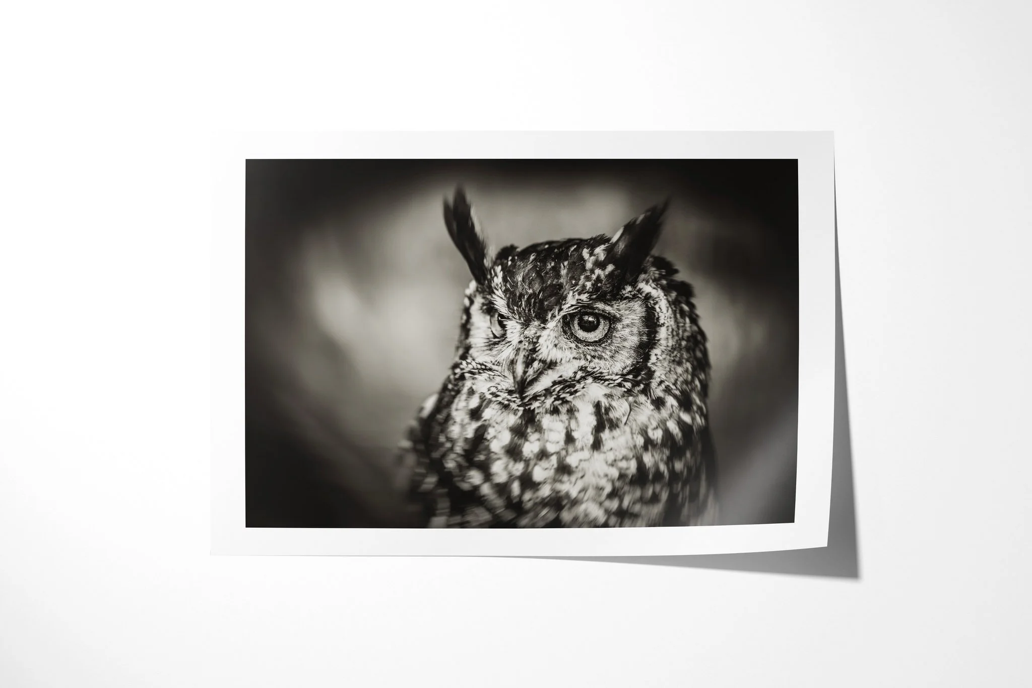 Fine art paper print of Contemplate, showing close portrait of an eagle-owl with prominent ear tufts, large eyes and densely mottled plumage.