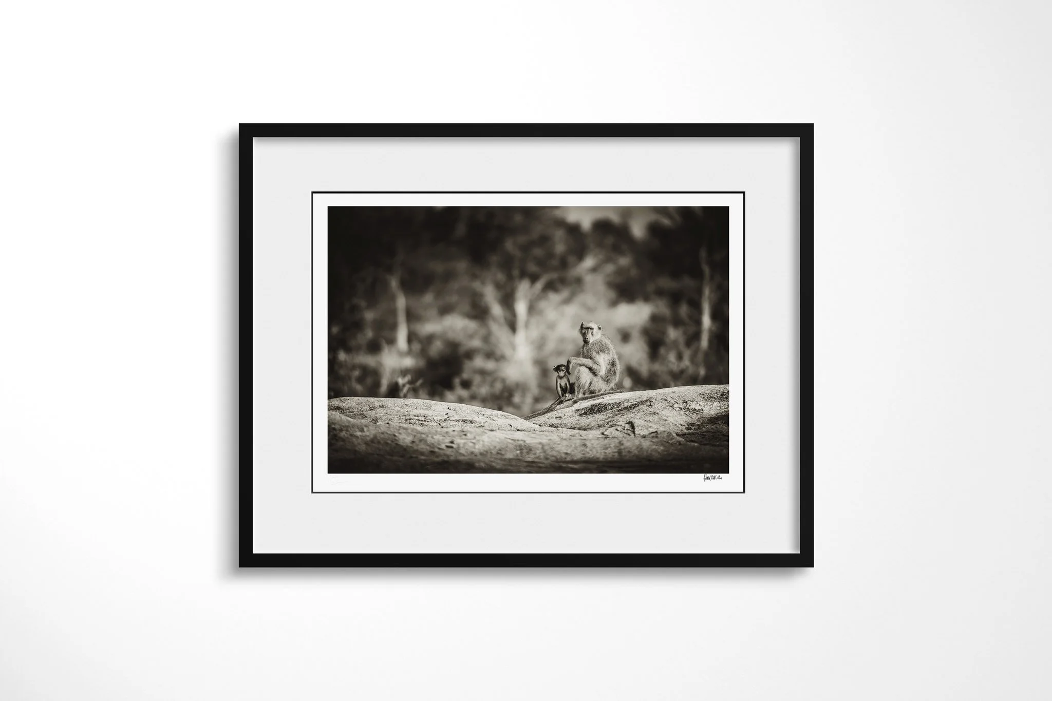 Framed presentation of Baboons with a white mount and black frame, showing adult baboon seated on a rock with a small infant held close against its body in woodland.