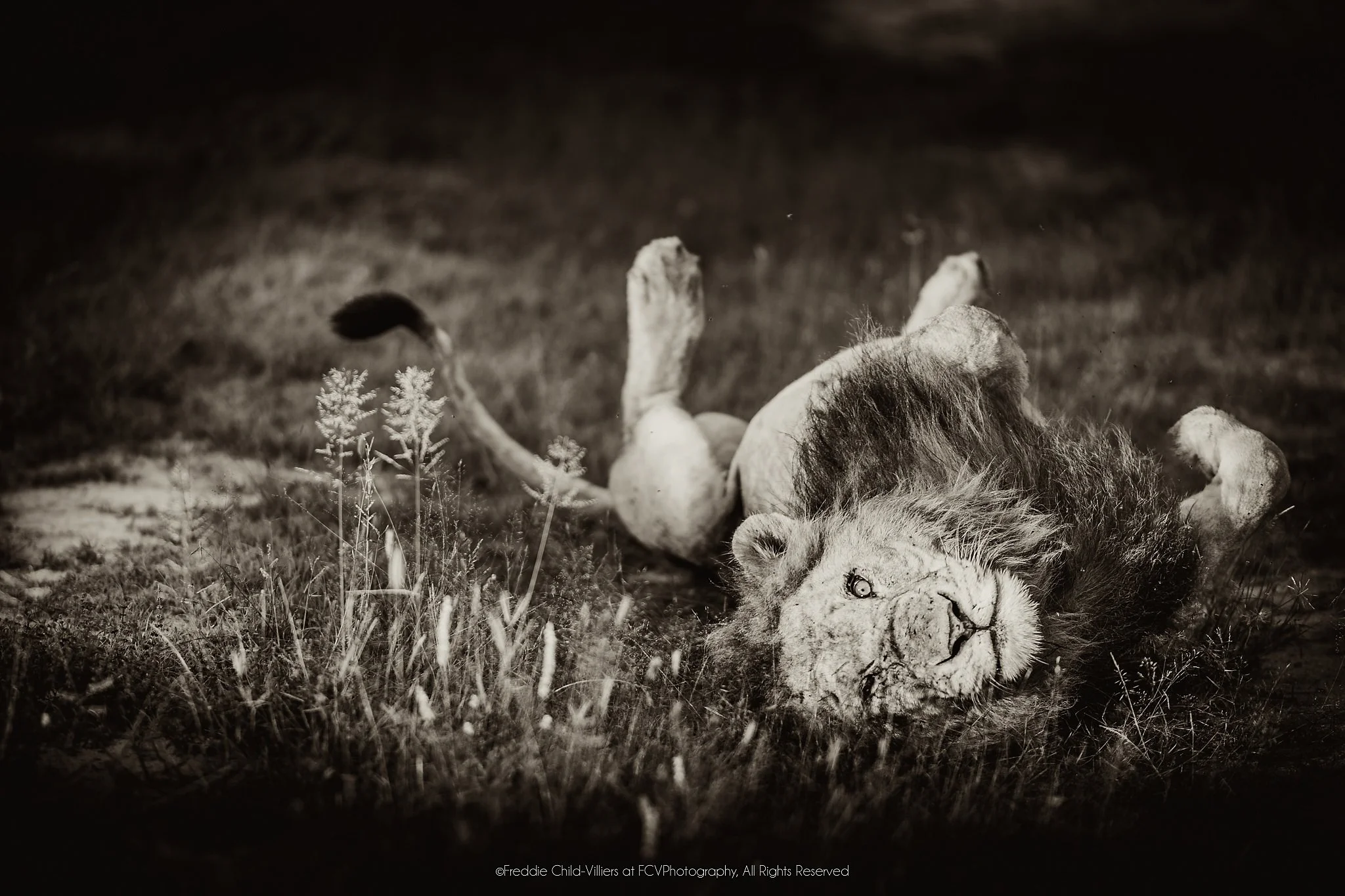Maned lion lying on its back in grass with its forepaws raised and body partly twisted.