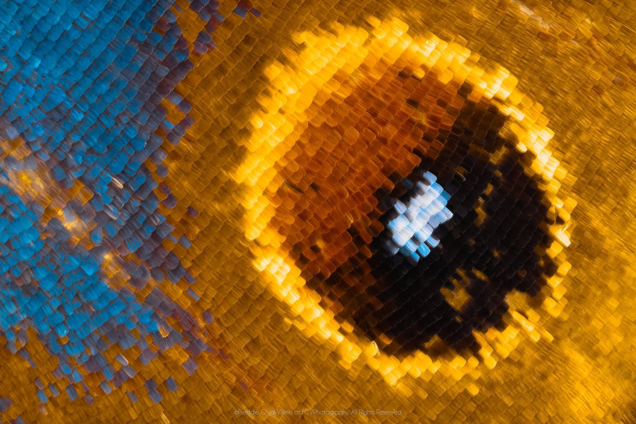 Extreme macro detail of an oval black and rust eyespot ringed in gold amid cyan, violet and ochre wing scales.