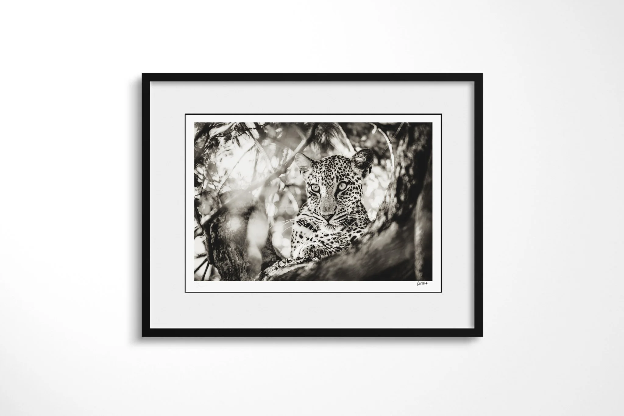 Framed presentation of Focus with a white mount and black frame, showing leopard resting between crossing tree branches, looking directly towards the camera.