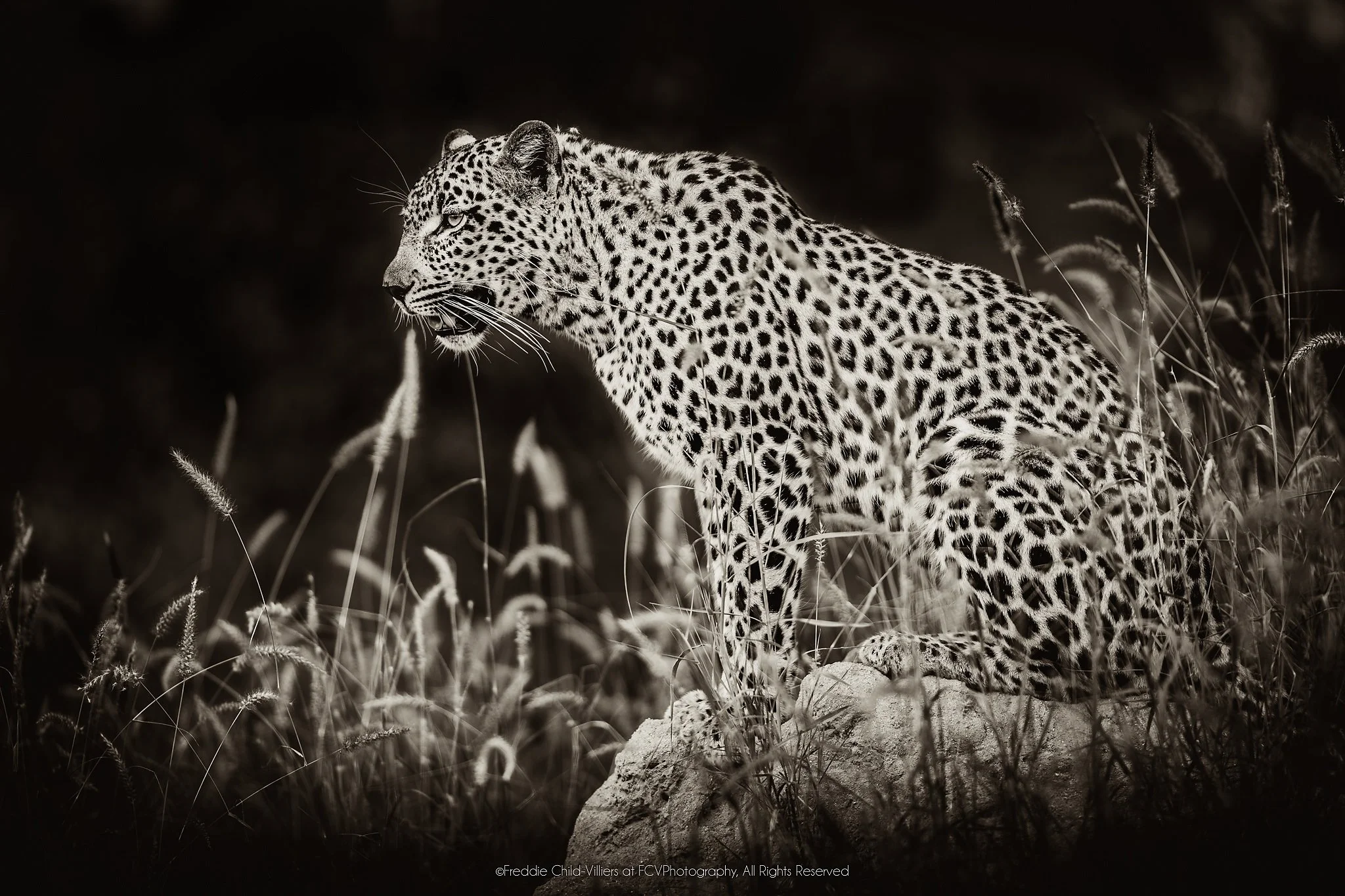 Leopard standing on a rock in dark grass, body in profile and head turned towards the camera.