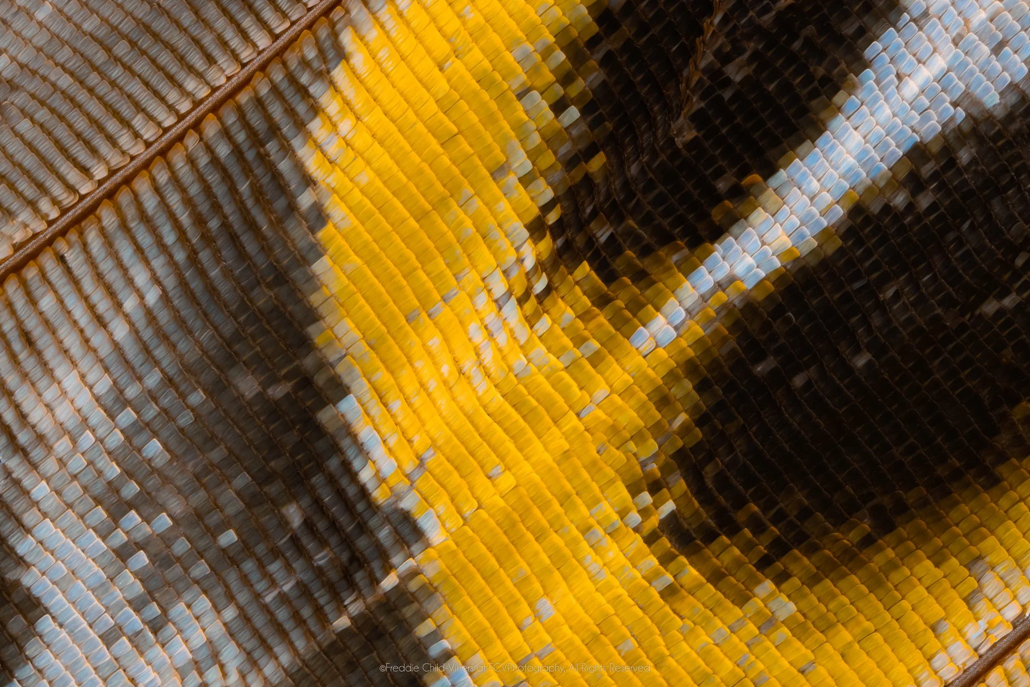 Extreme macro detail of orange-gold, black and blue-grey wing scales arranged around a sweeping yellow curve