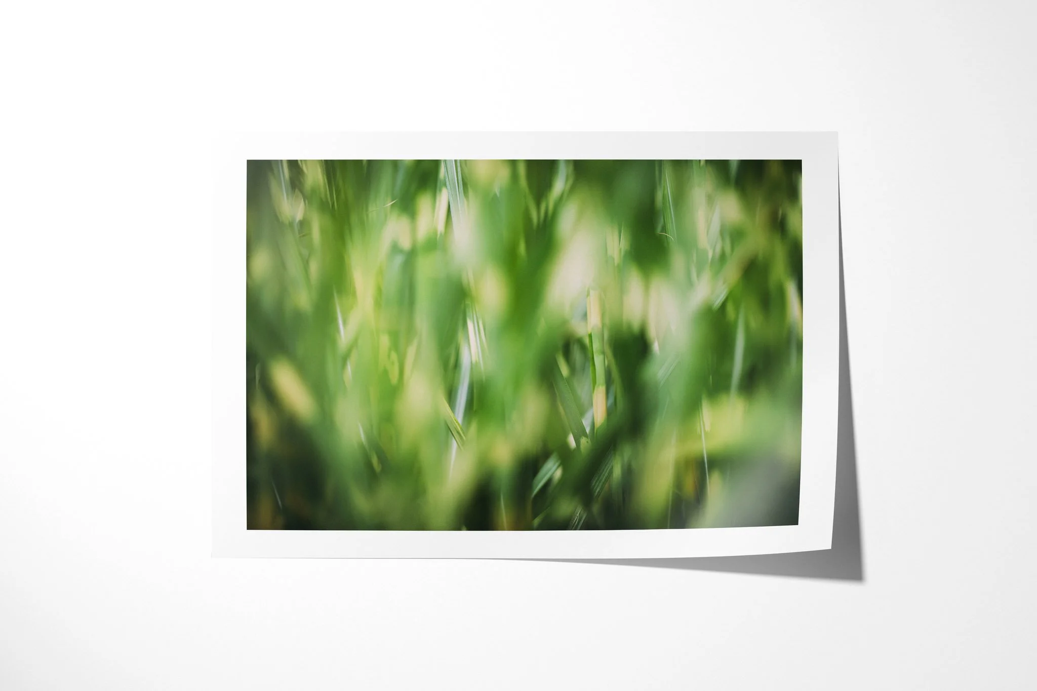Reeds presented as an unframed fine art paper print, depicting green reeds blurred into luminous vertical strokes, with small areas of sharp leaf detail among soft light and shadow.