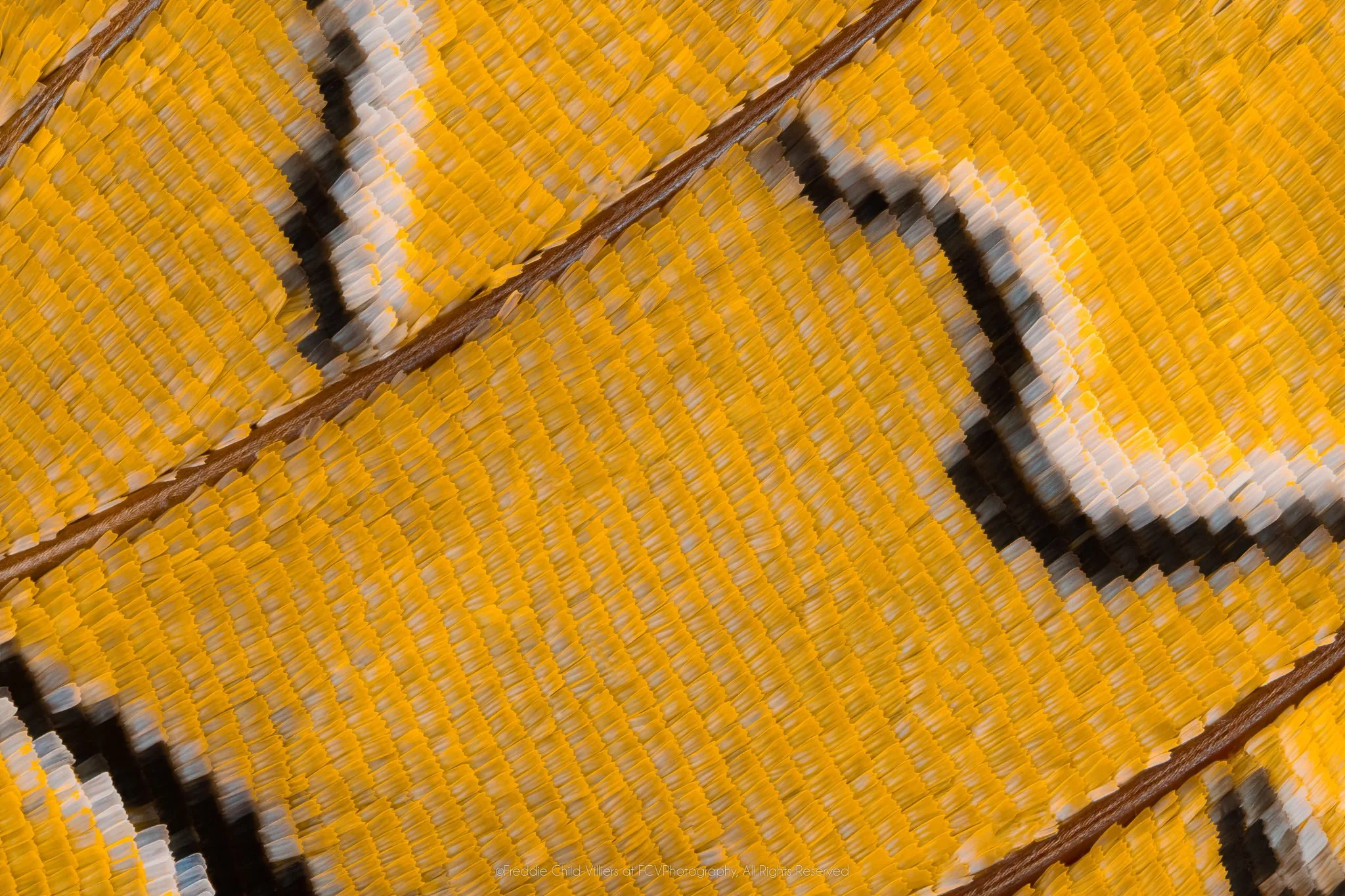 Extreme macro detail of golden-yellow wing scales crossed by brown veins and curved cream bands edged in black.