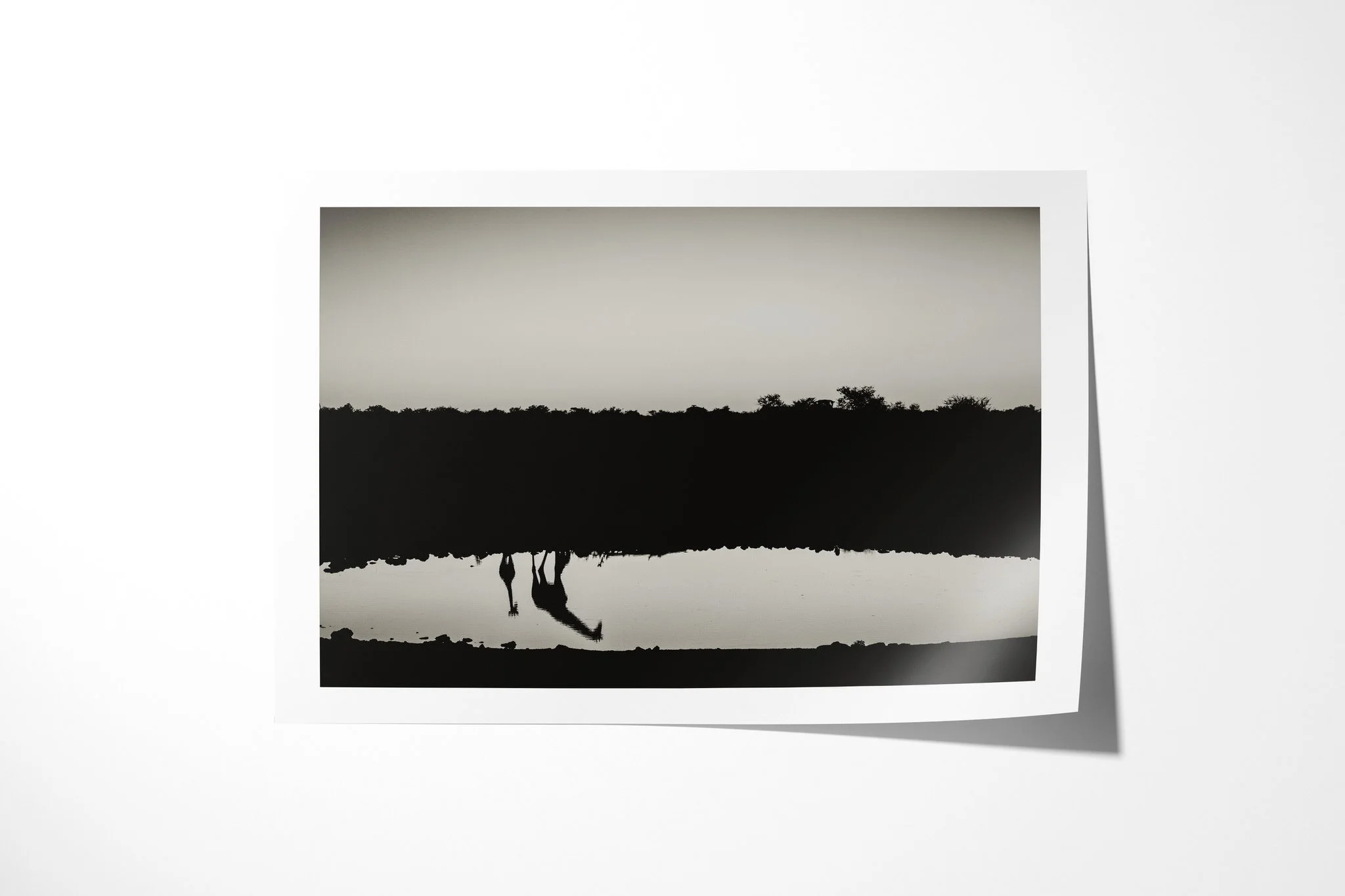 Fine art paper print of Reflections, showing giraffe standing at dark water, its long legs and neck repeated in an elongated reflection.