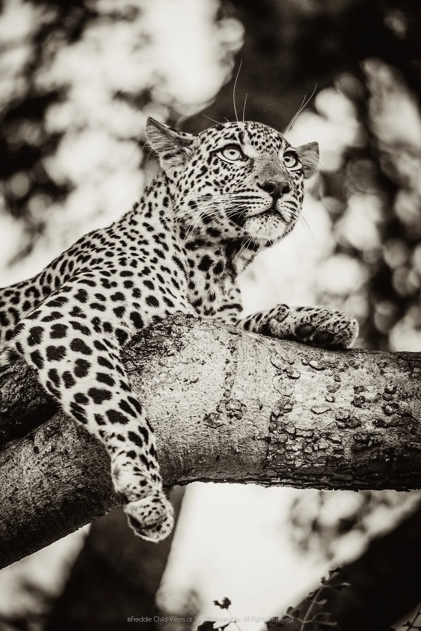 Leopard draped over a tree branch in a vertical frame, looking upward through foliage.