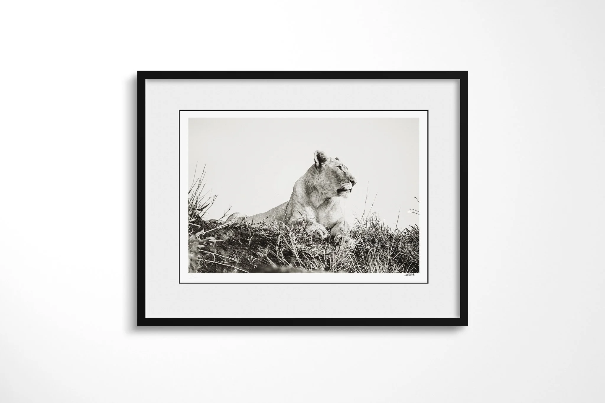 Framed presentation of Pride I with a white mount and black frame, showing lioness reclining on a grassy rise in side profile against a broad pale sky.