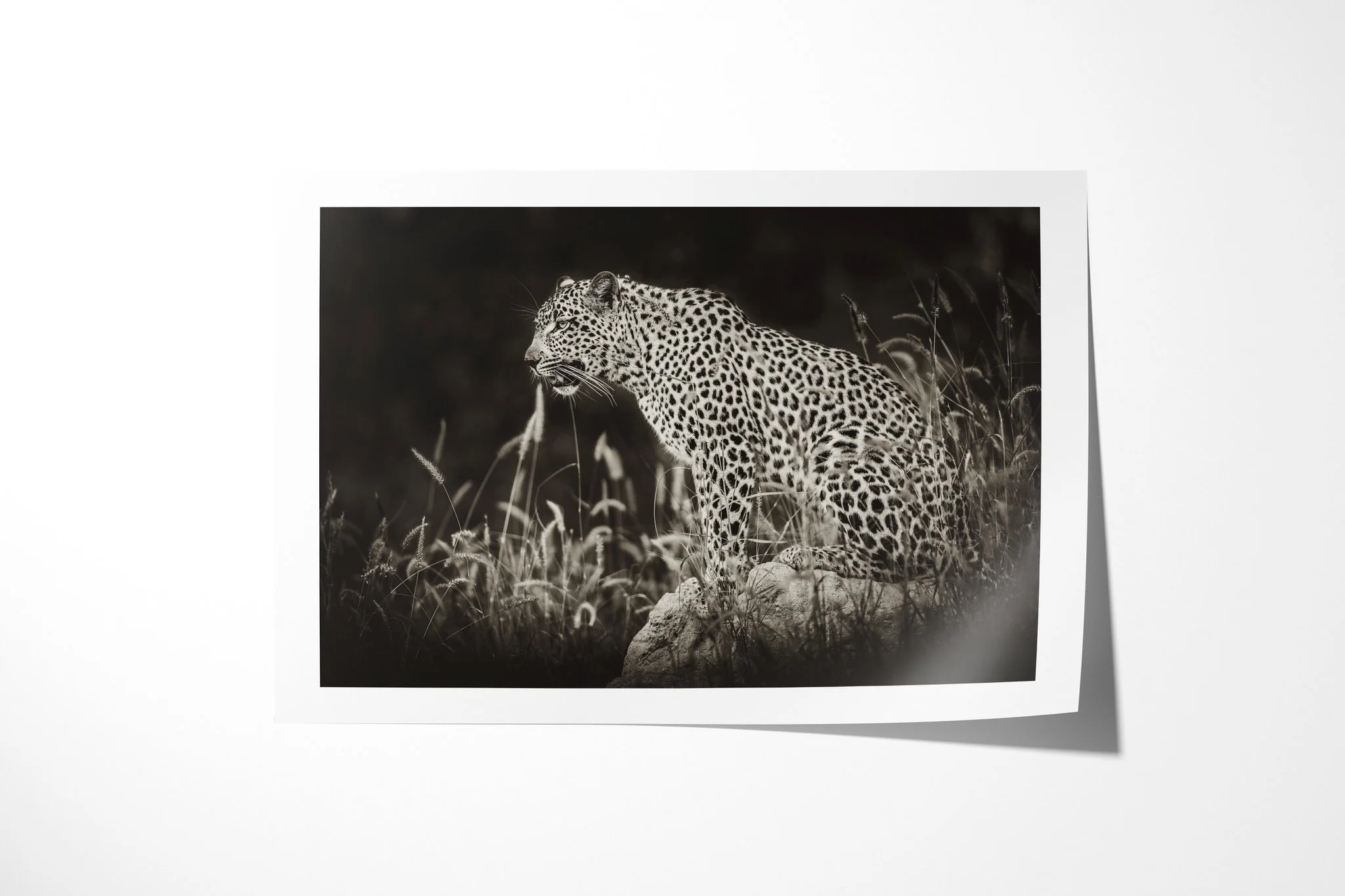 Fine art paper print of Judgement, showing leopard standing on a rock in dark grass, body in profile and head turned towards the camera.