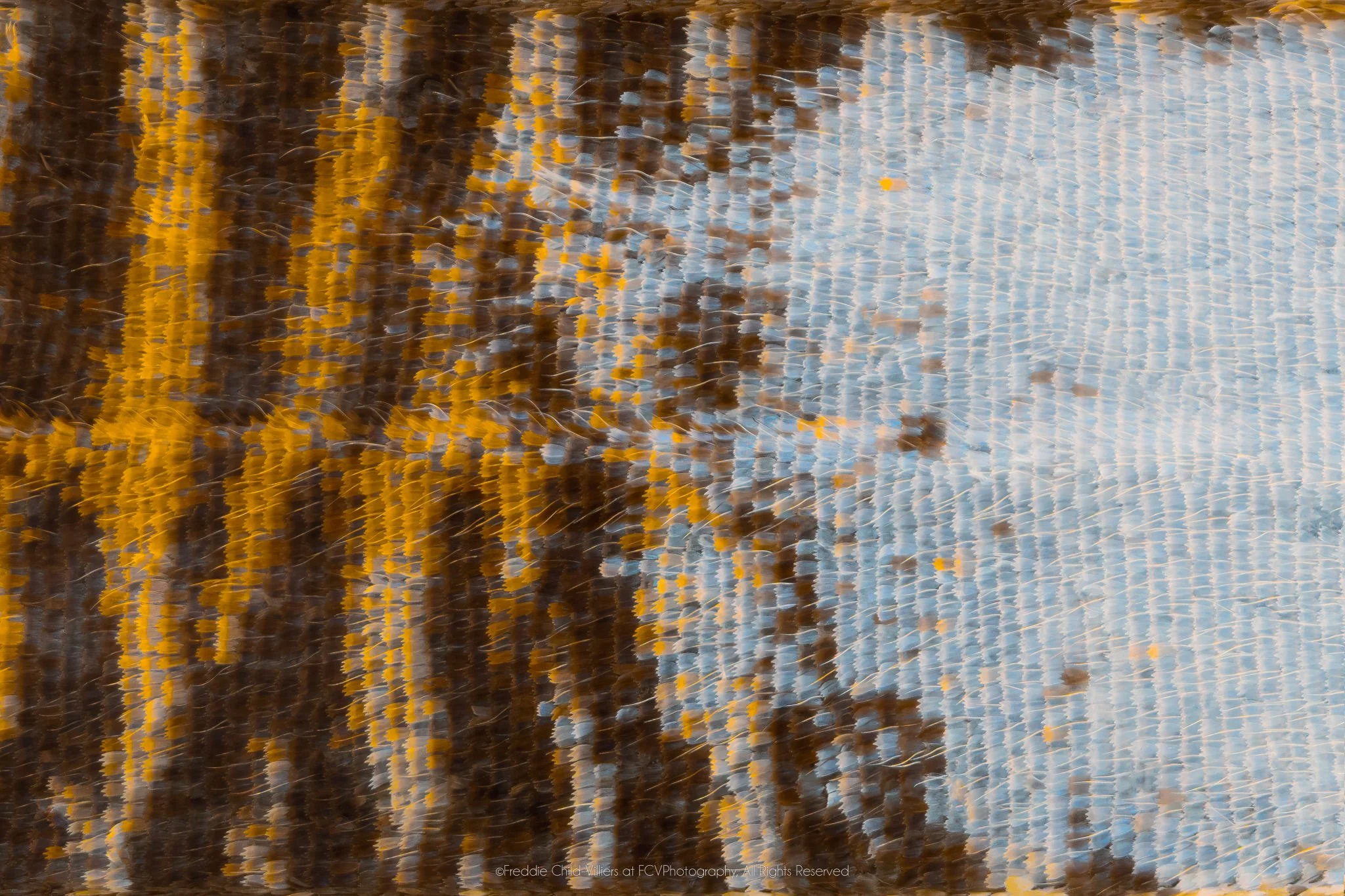 Extreme macro detail of vertical brown and amber bands meeting a pale blue-grey field of closely ordered wing scales.