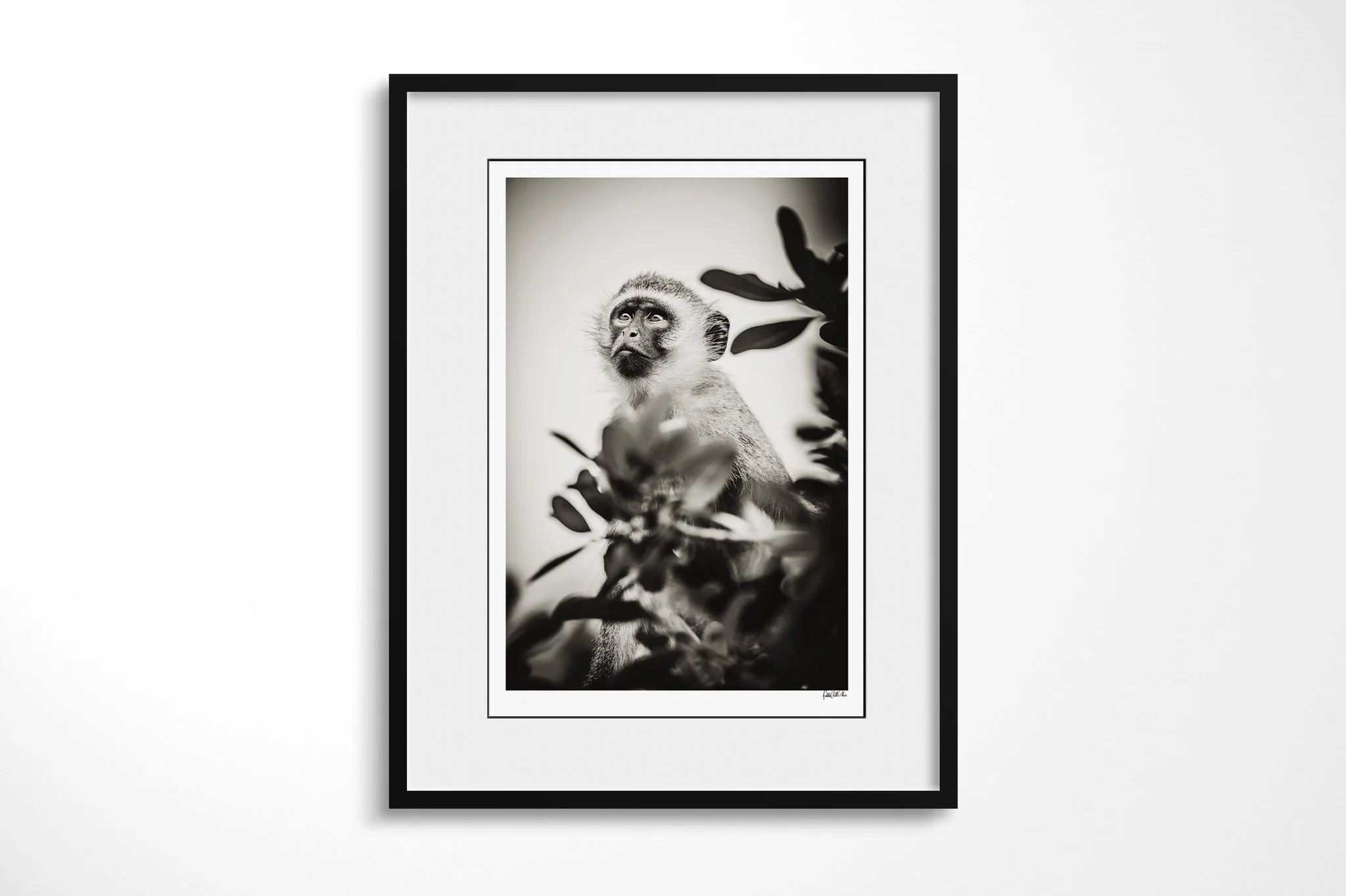 Framed presentation of Vedette with a white mount and black frame, showing vervet-type monkey among leafy branches, looking upward with a dark face and pale brow.