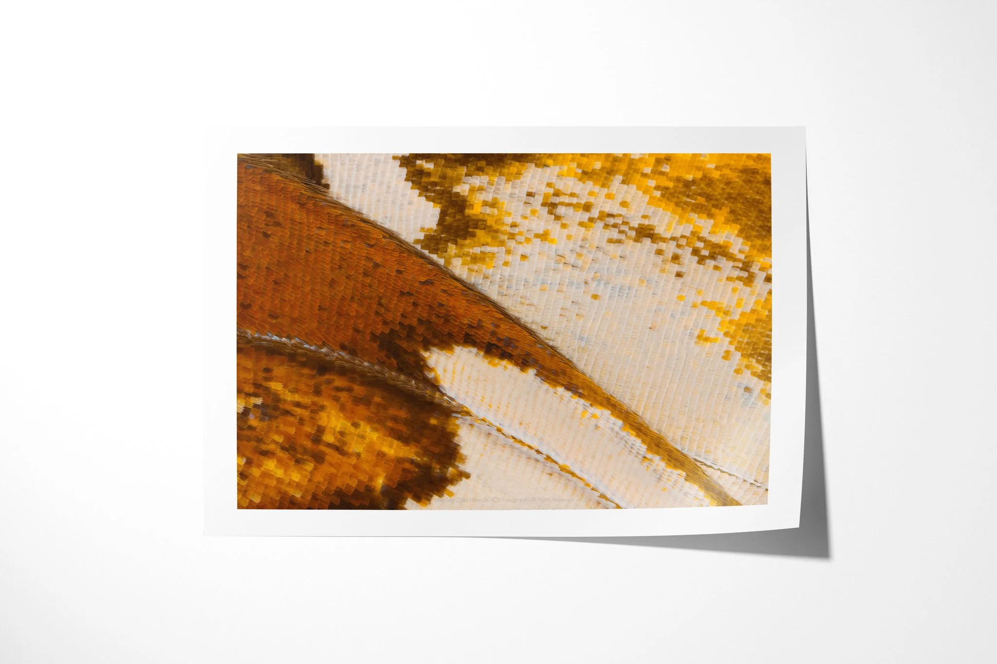 Fine art paper print of Cymothoe beckeri (Male) - Cymothoe Tribe IV, showing rust-brown, cream and ochre wing scales crossed by a dark diagonal vein.