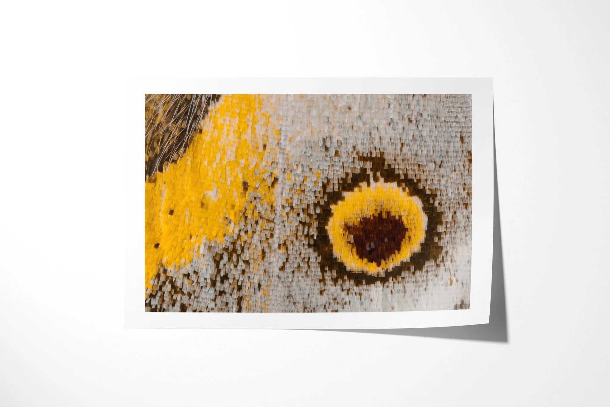 Fine art paper print of Salamis anacardii duprei - Junoniini Tribe II, showing a brown and yellow eyespot on silver-grey scales beside a broad ochre band and dark hairs.