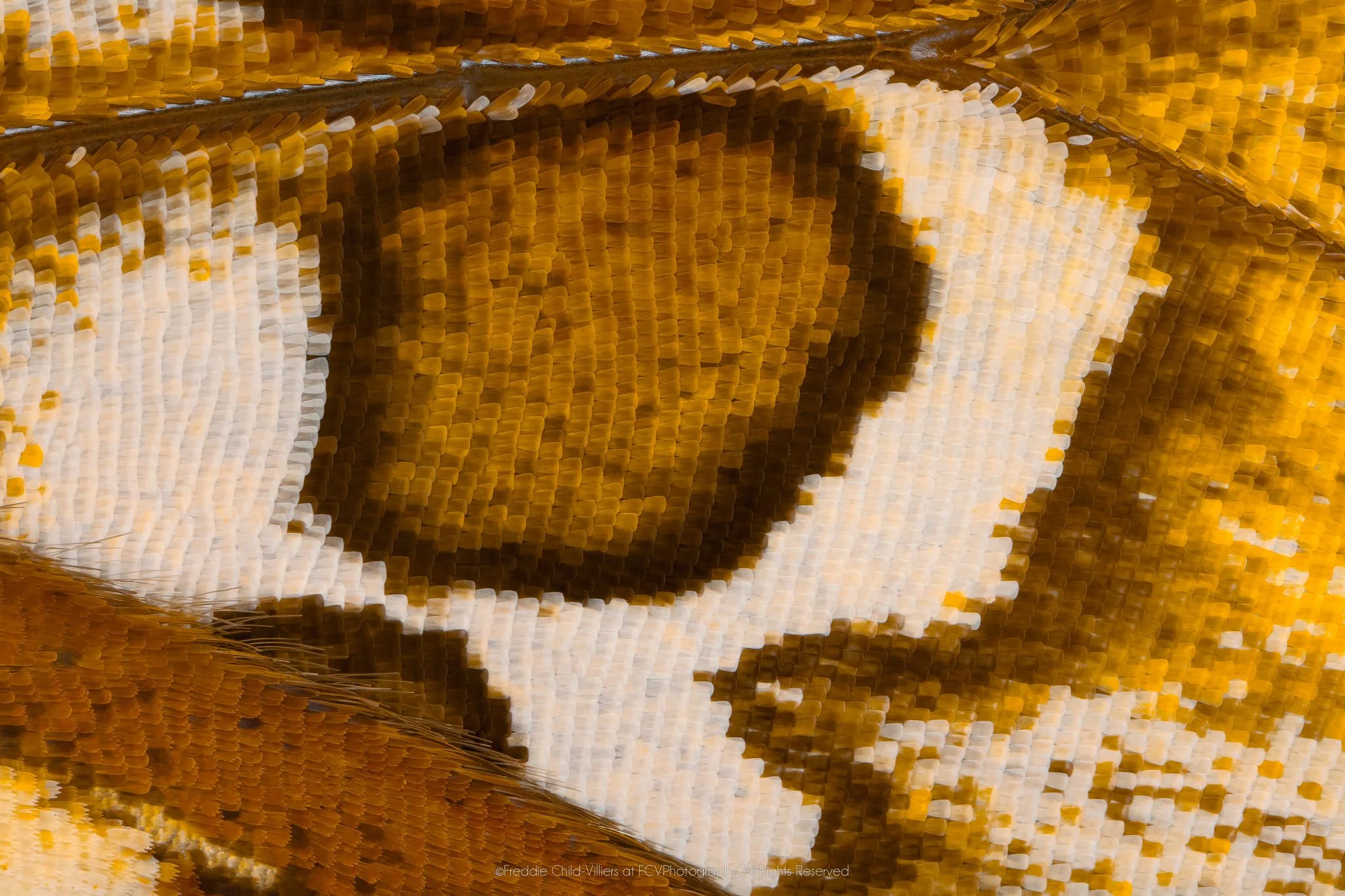 Cymothoe beckeri (Male) - Cymothoini Tribe VIII